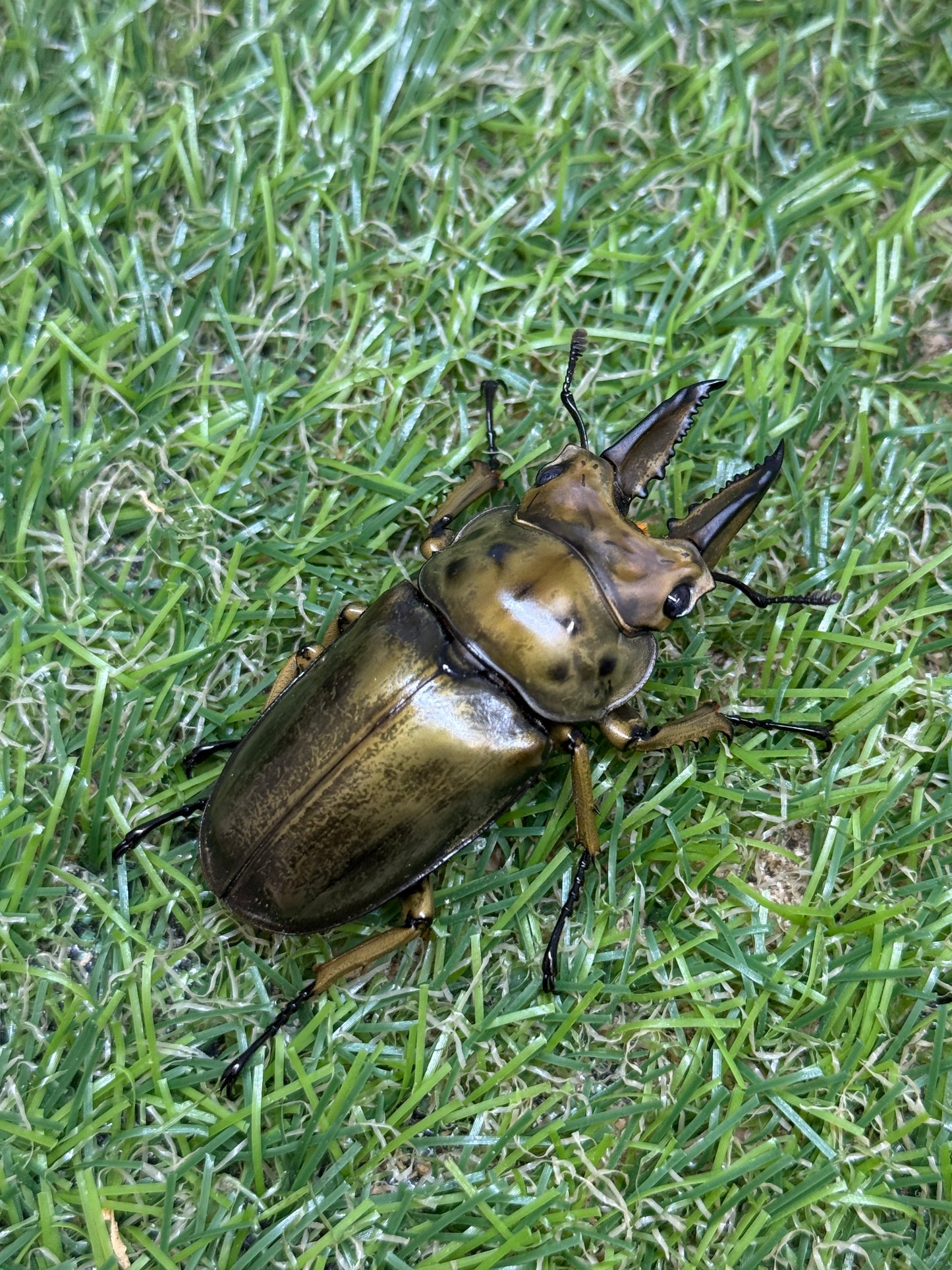 ババオウゴンオニクワガタ　♂54mm成虫ペア