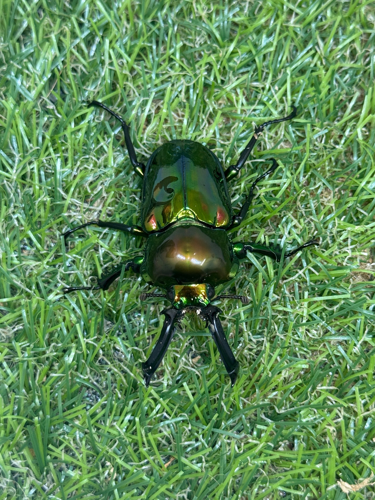 ニジイロクワガタ(ピカール系)　♂55.5mm成虫ペア