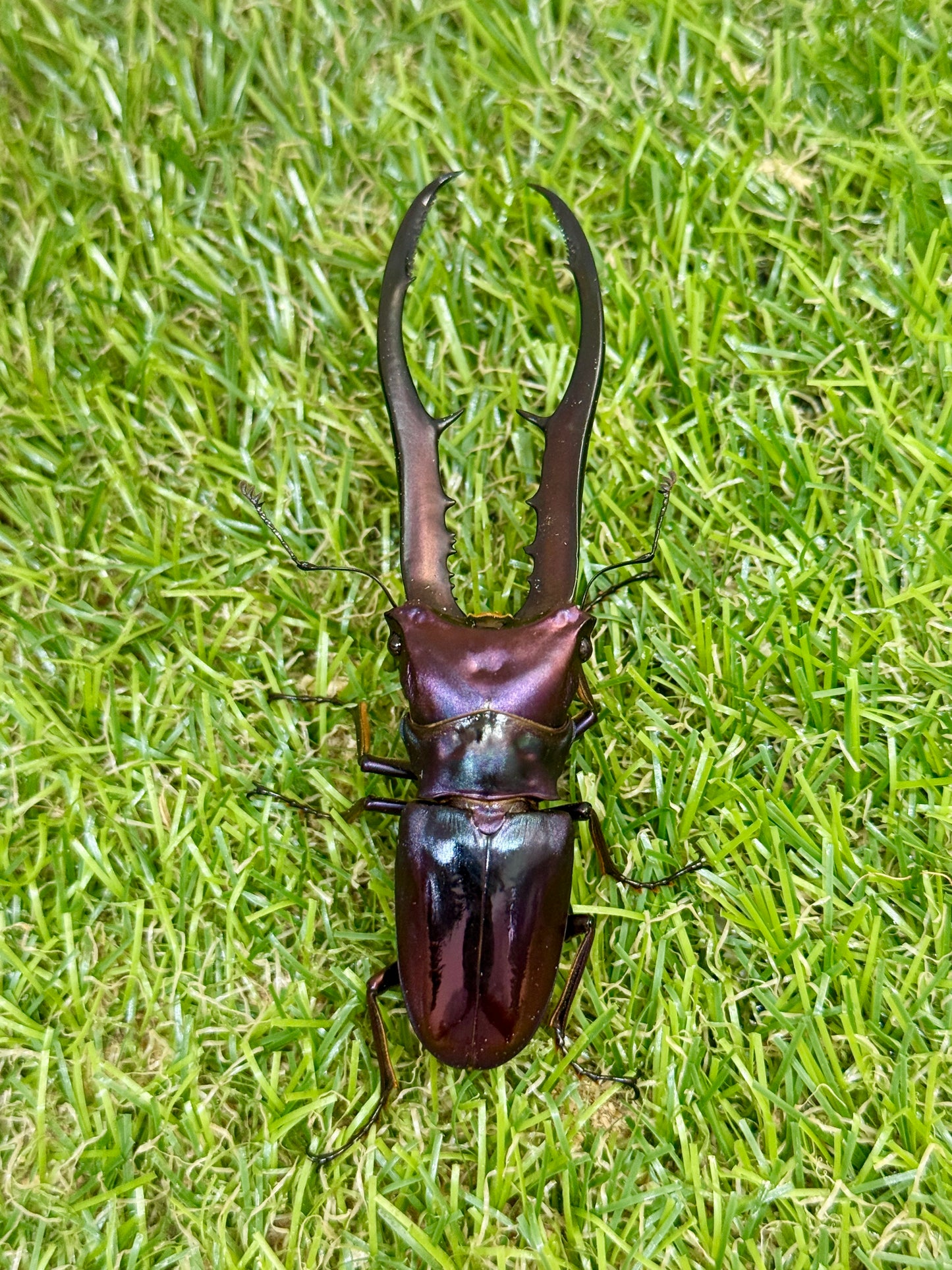 メタリフェルホソアカクワガタ　♂83.2mm成虫ペア