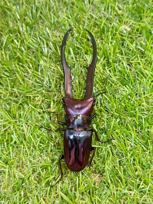 メタリフェルホソアカクワガタ　♂83.2mm成虫ペア