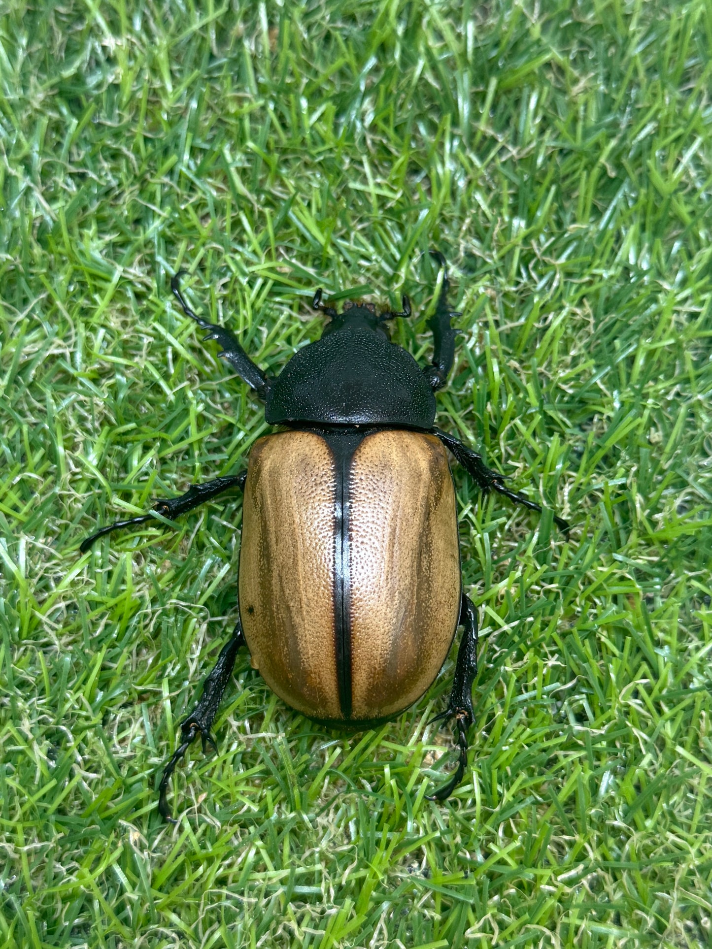ゴホンヅノカブトWD　♂79.5mm成虫ペア