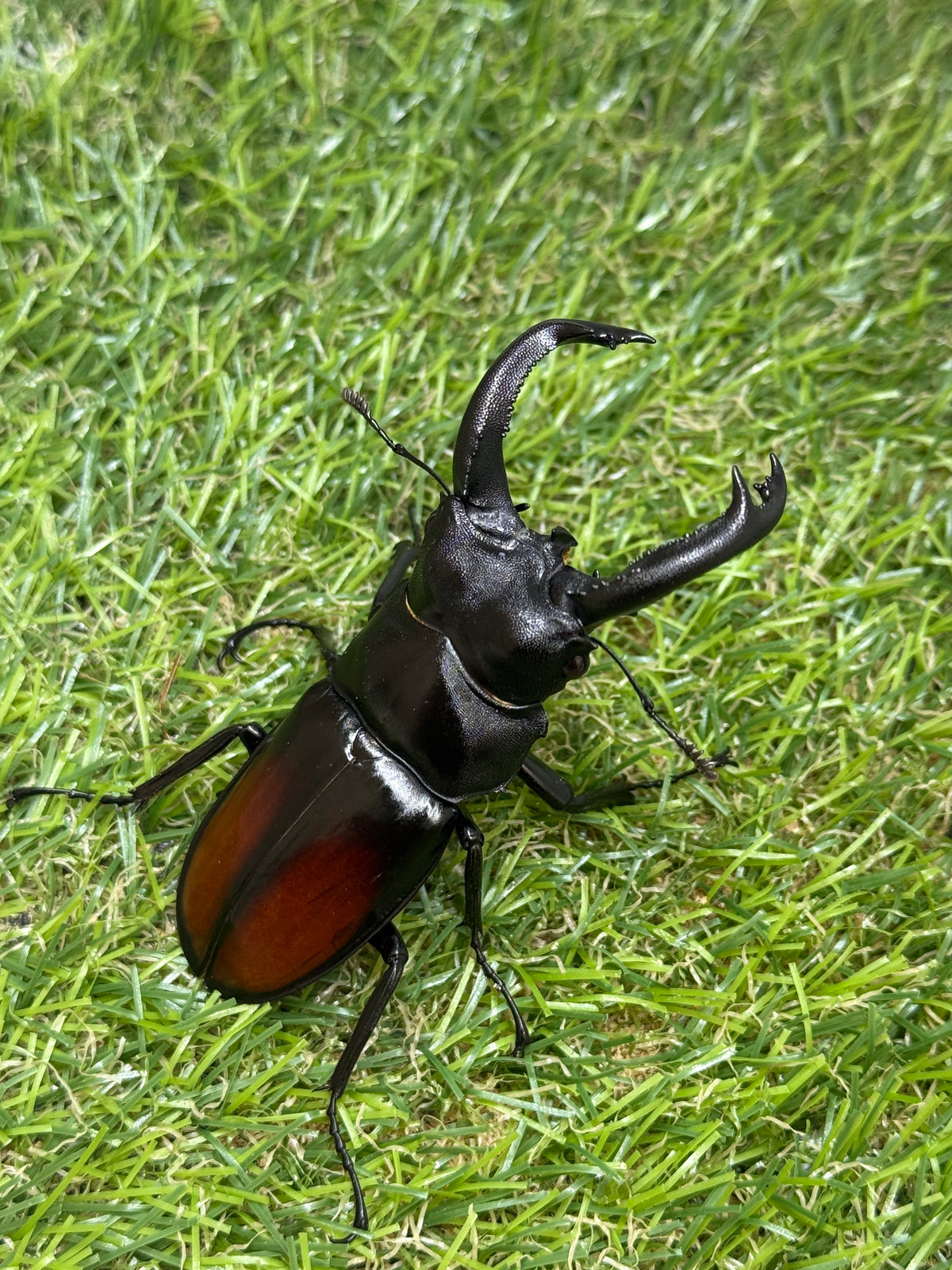 サヌチフタマタクワガタ　♂73.5mm成虫ペア