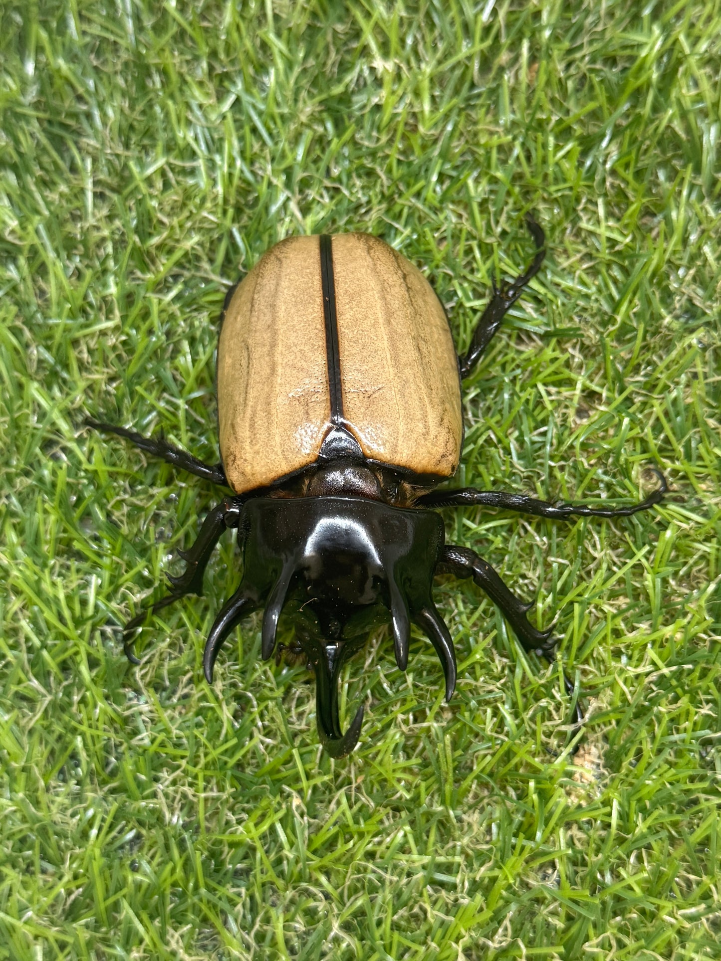 ゴホンヅノカブトWD　♂79.5mm成虫ペア