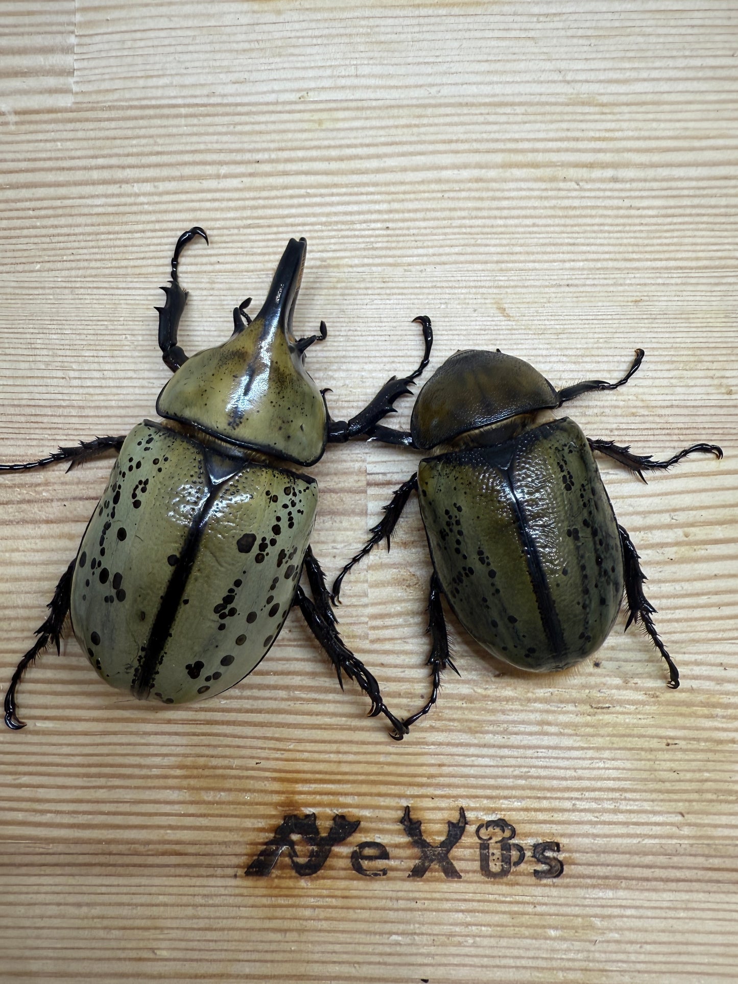 ティティウスシロカブト　♂64mm成虫ペア