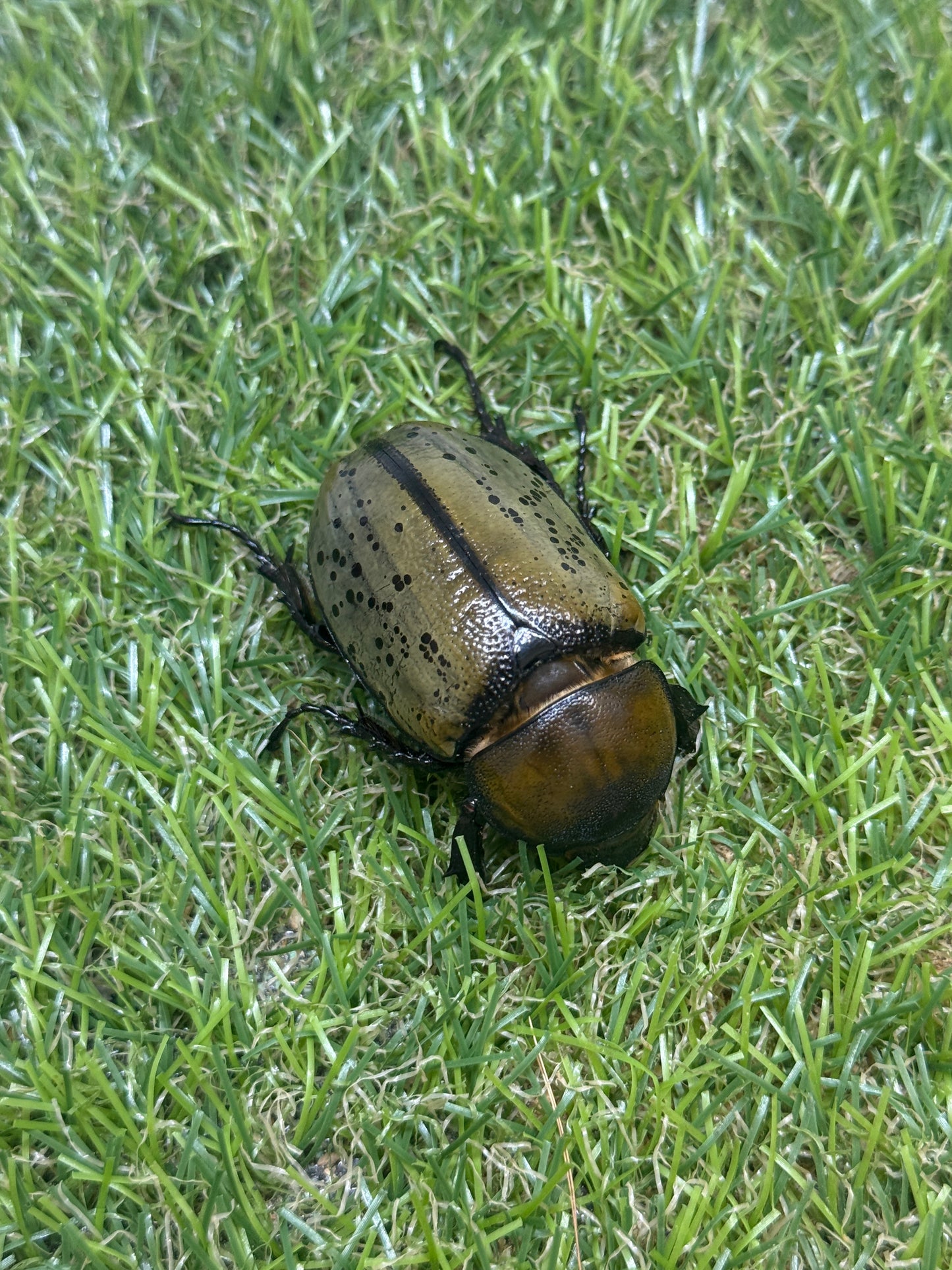 ティティウスシロカブト　♂64mm成虫ペア
