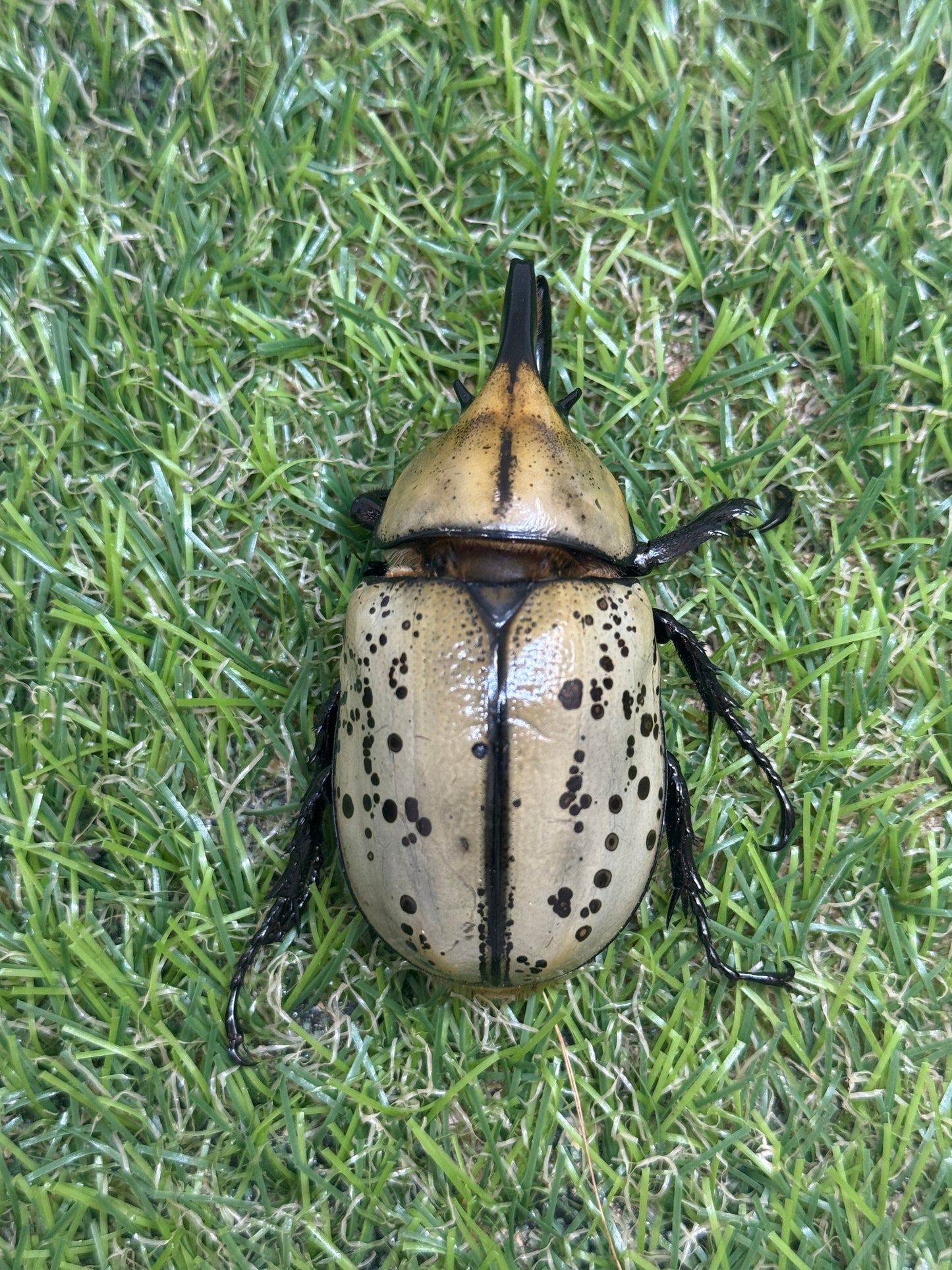 ティティウスシロカブト　♂64mm成虫ペア