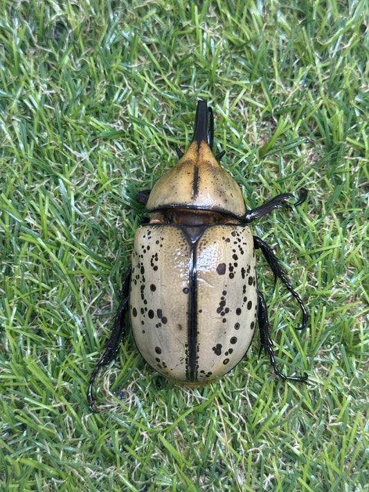 ティティウスシロカブト　♂64mm成虫ペア