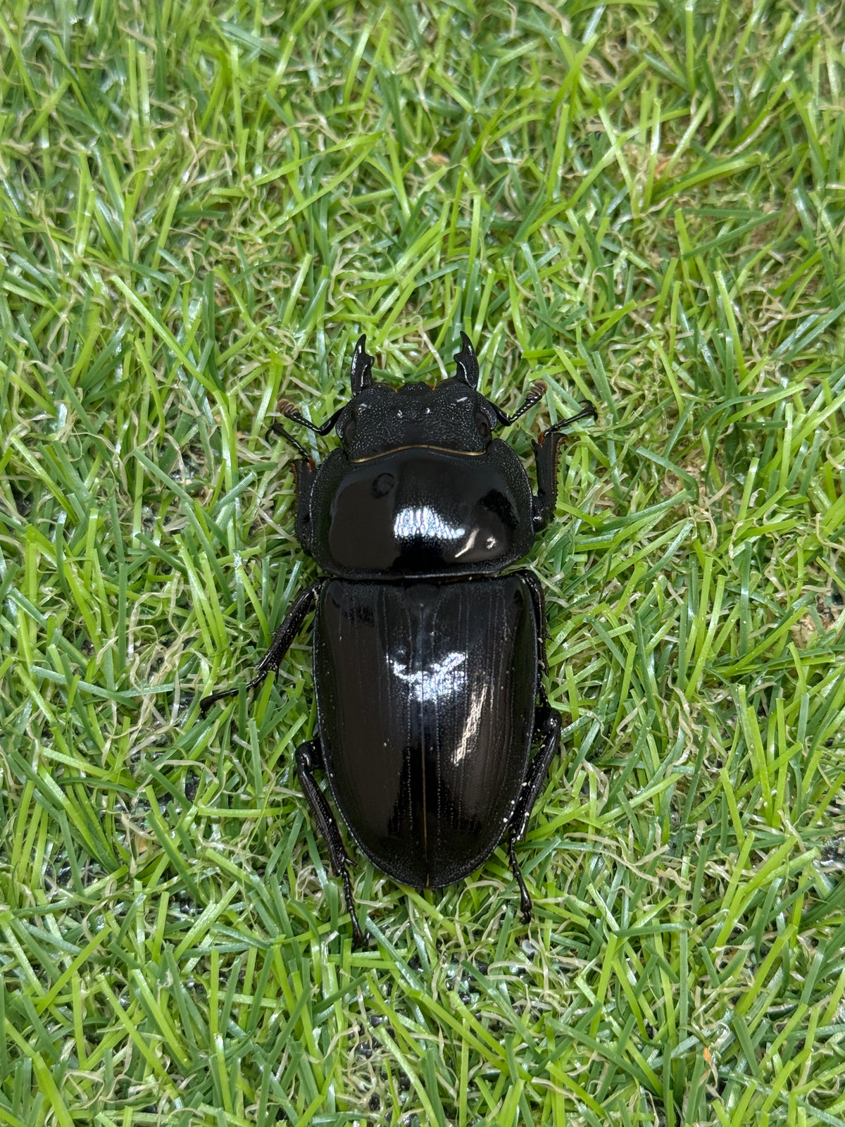 オオクワガタ奈良輪川西 ♀単品48.6mm – 昆虫ショップNexus