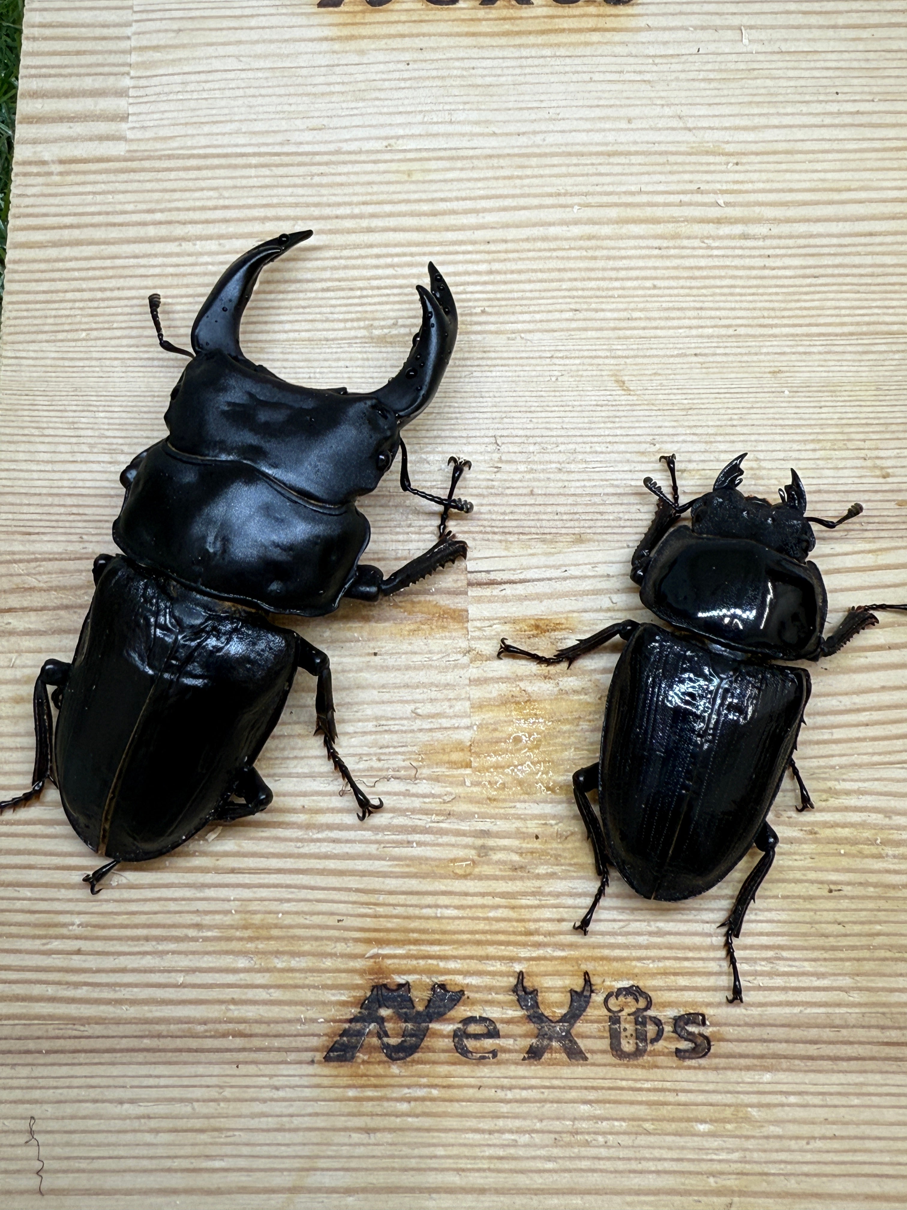 オオクワガタ 奈良輪川西 ♂83.7mm成虫ペア 2026年ブリード個体 – 昆虫