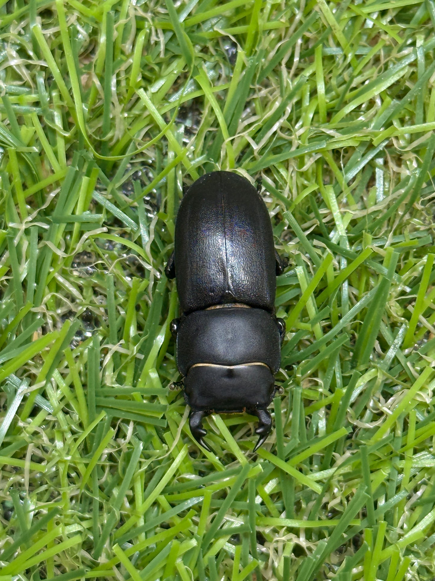 パラレリピペドゥスオオクワガタ ♂freeサイズ成虫ペア