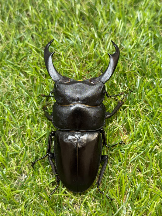 シェンクリングオオクワガタ　♂81.5mm成虫ペア