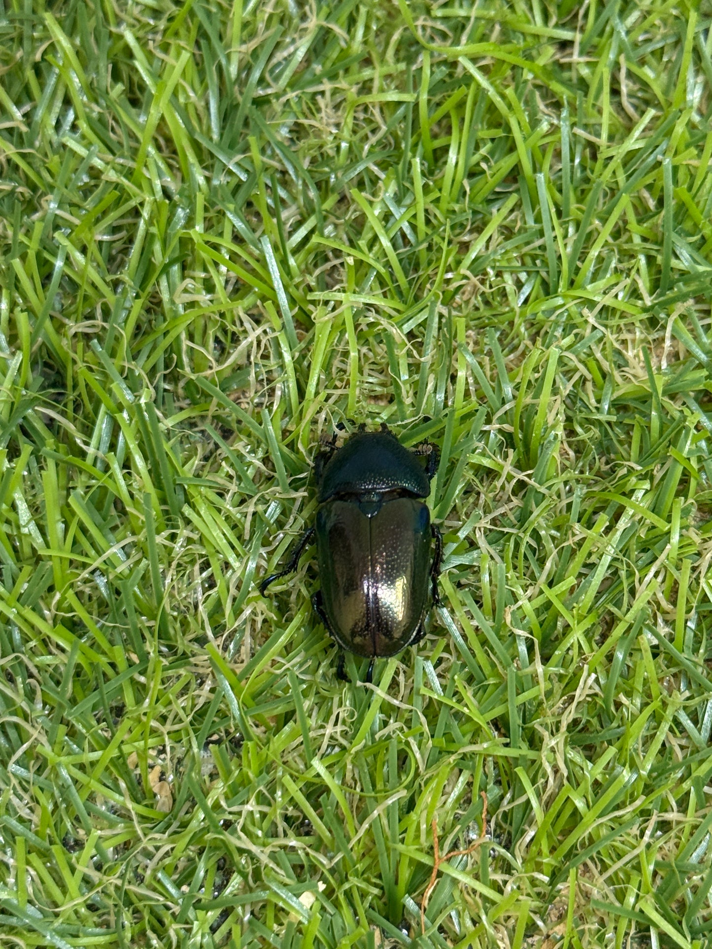 パプアキンイロクワガタ　♂freeサイズ成虫ペア