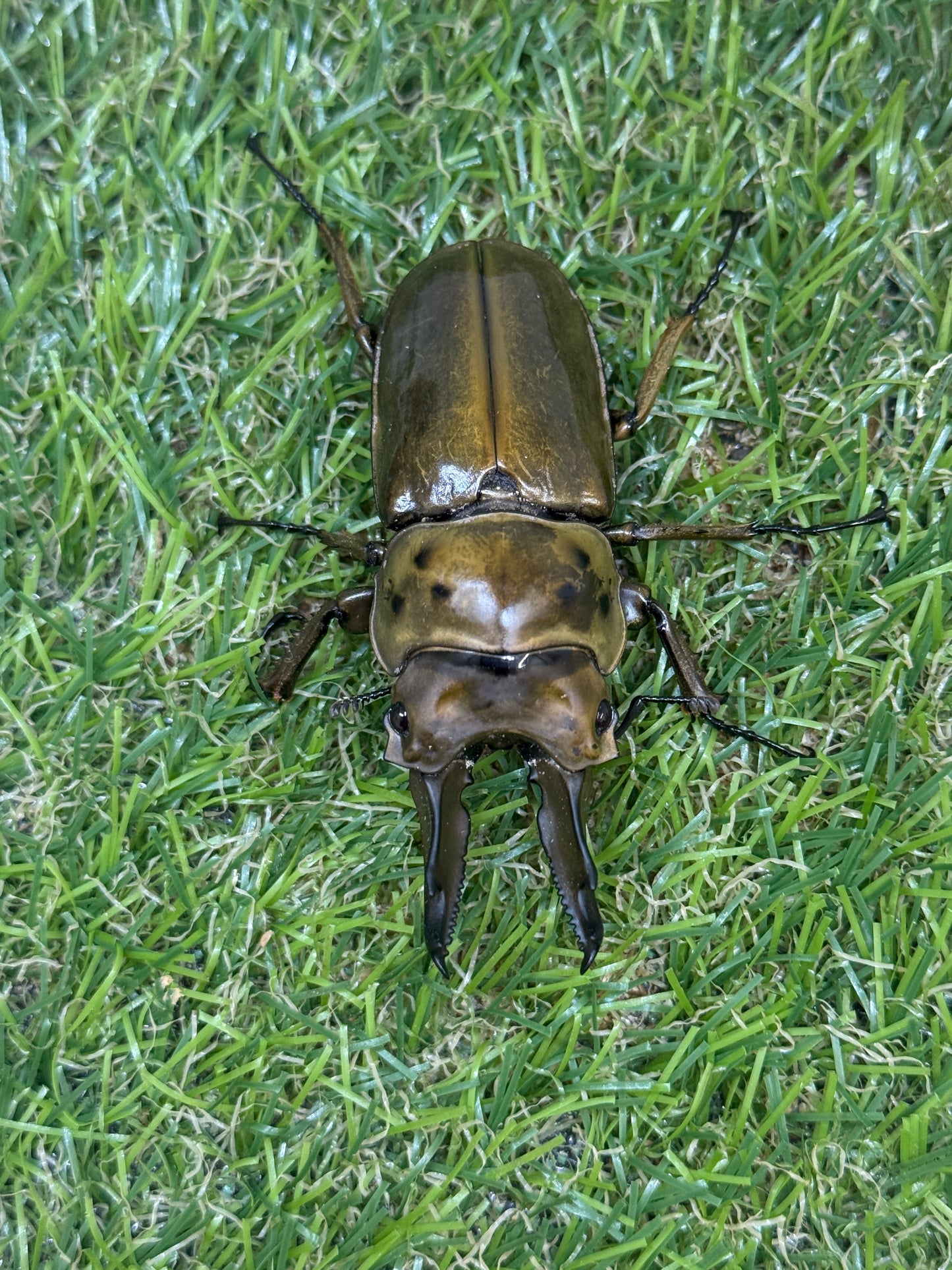タイ産　オウゴンオニクワガタ　♂67mm成虫ペア