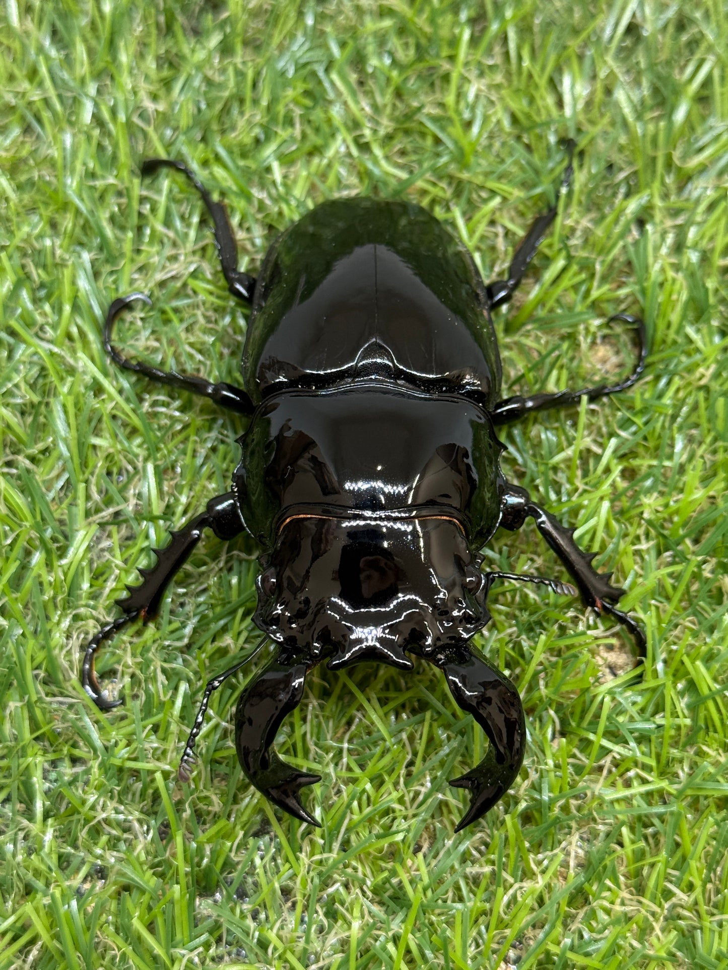 タランドゥスオオツヤクワガタ　♂85.3mm成虫ペア