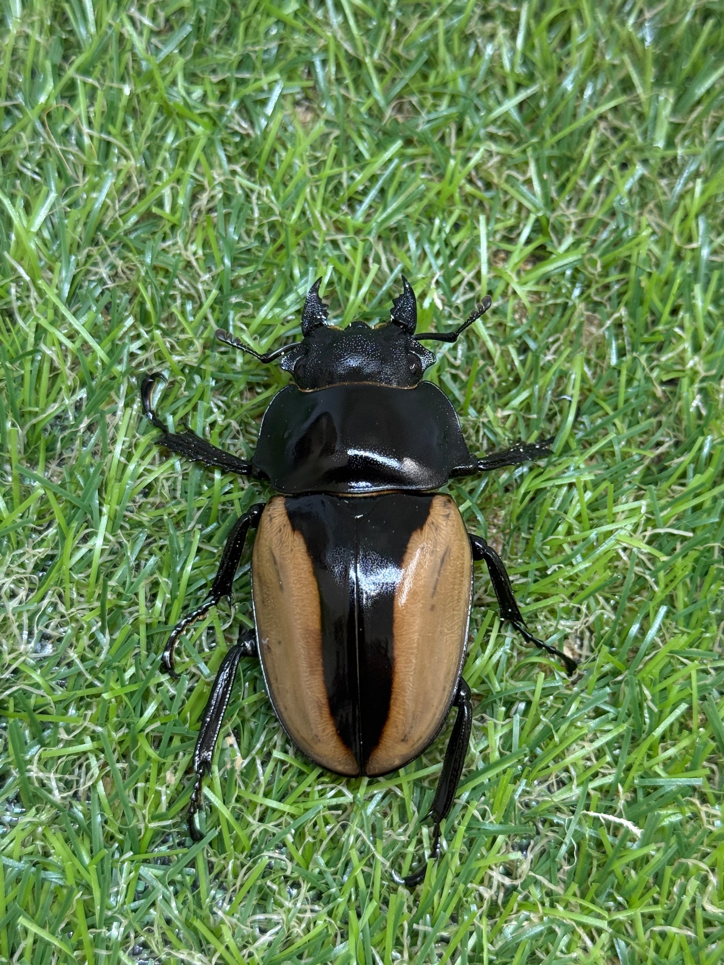 ブルマイスターツヤクワガタ　♂80.9mm成虫ペア