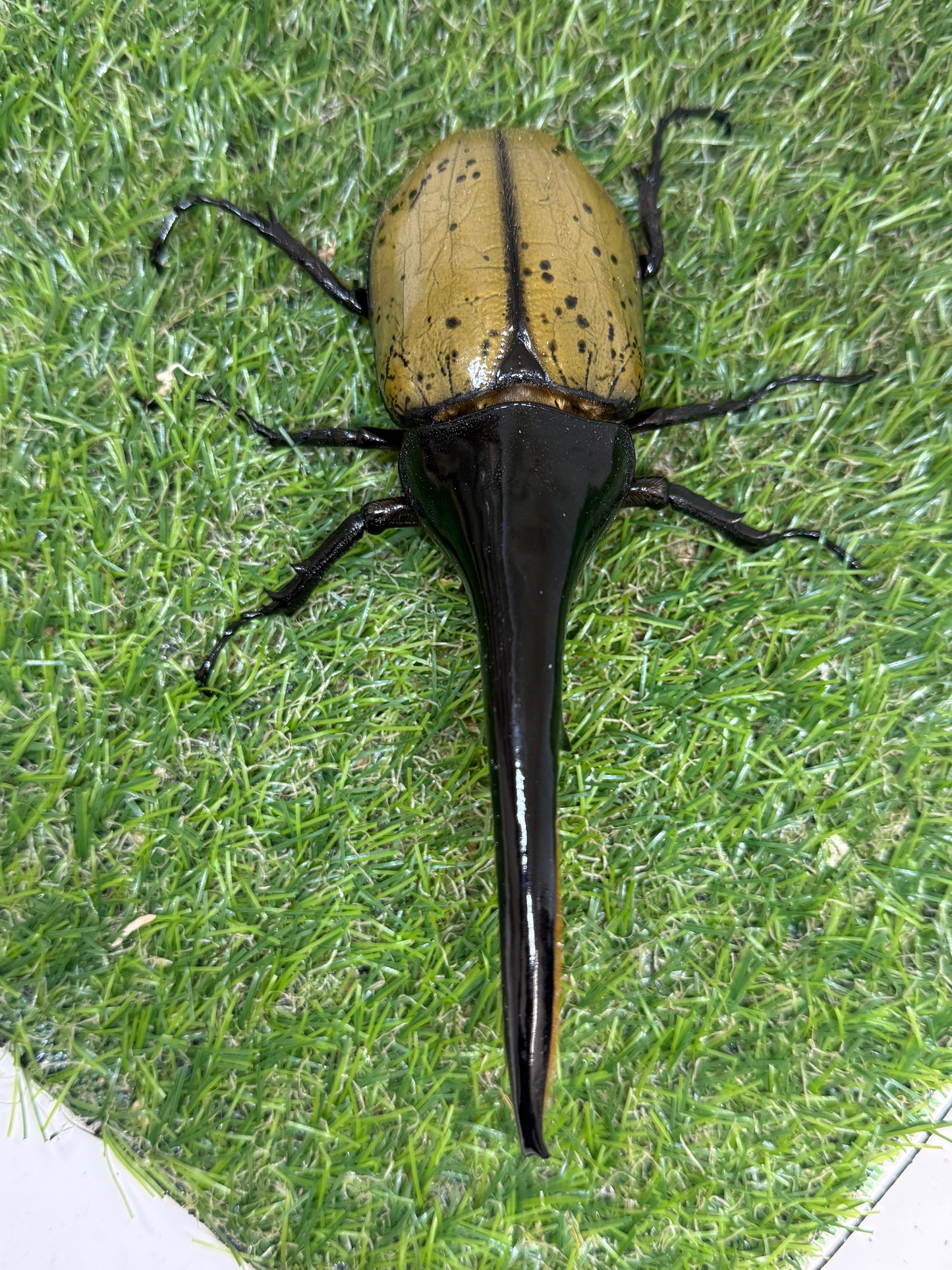 DH･ヘラクレス　♂152mm成虫ペア