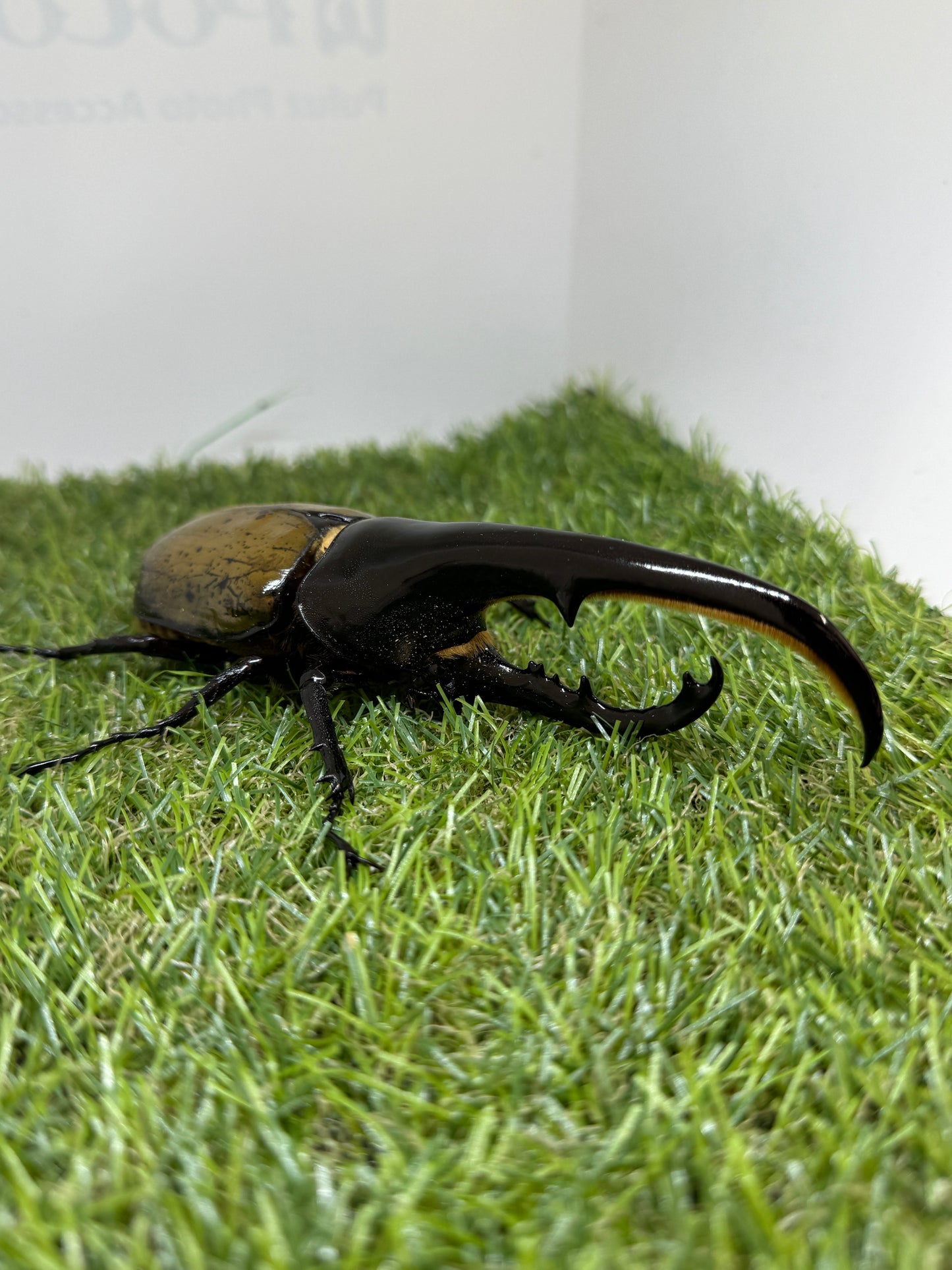 DH･ヘラクレス　♂138mm成虫ペア
