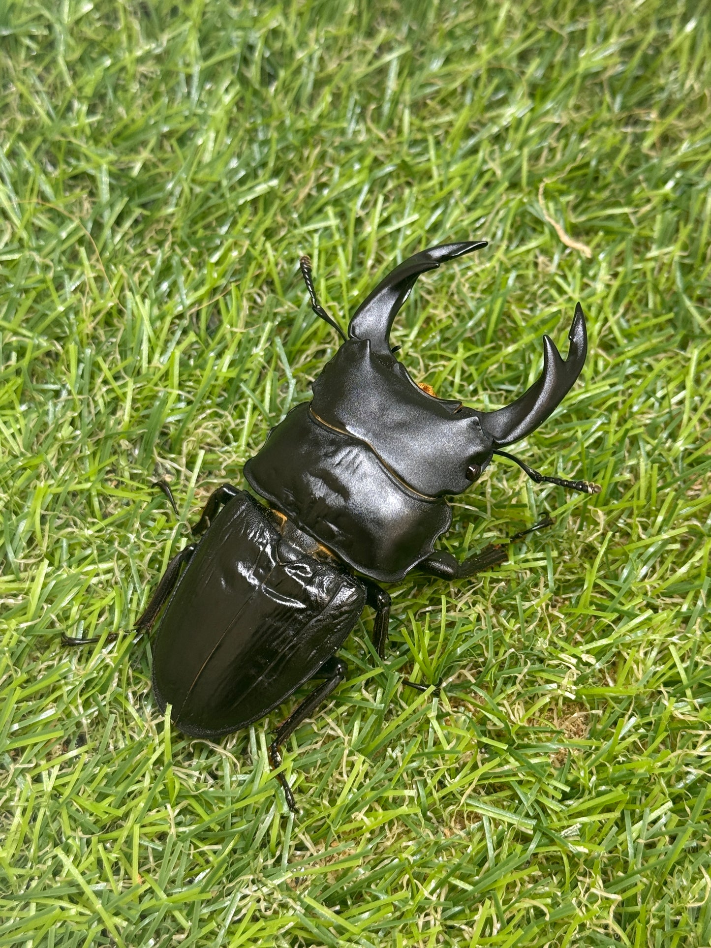 オオクワガタ　奈良輪川西　♂72.1mm成虫ペア