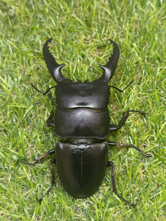 パラワンオオヒラタクワガタ　♂91mm単品