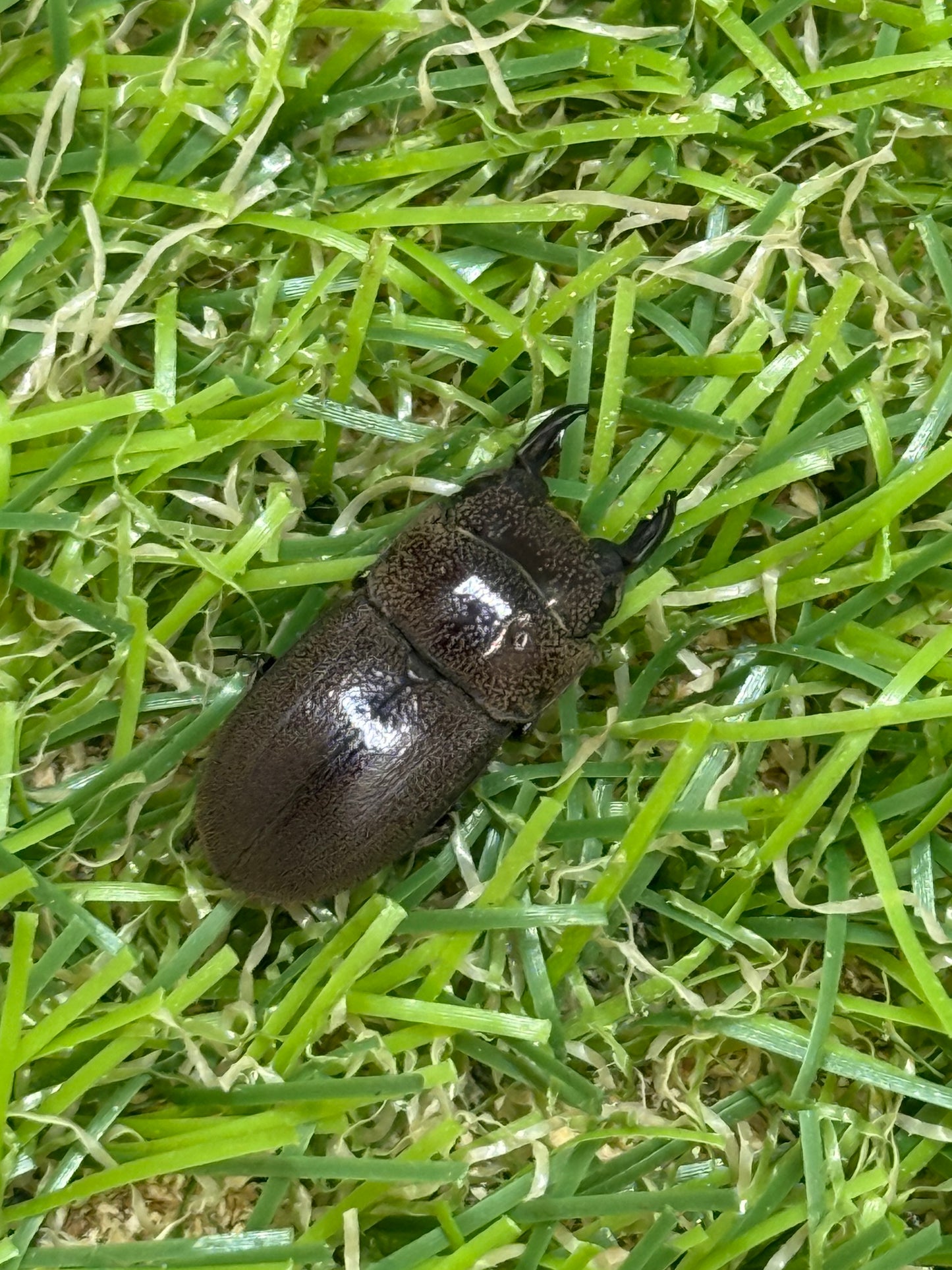 ヒメヒラタクワガタ　♂freeサイズ成虫ペア