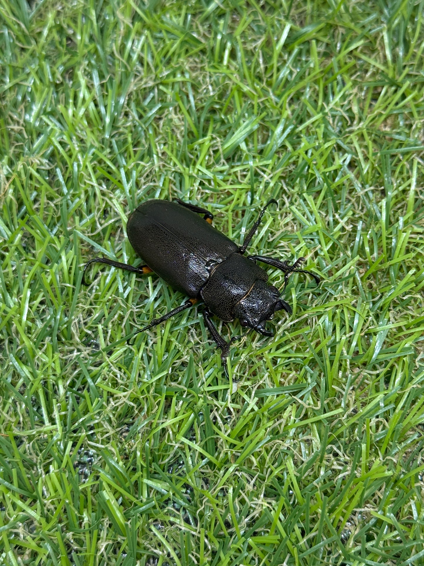 エラフスホソアカクワガタ　♂61.5mm成虫ペア