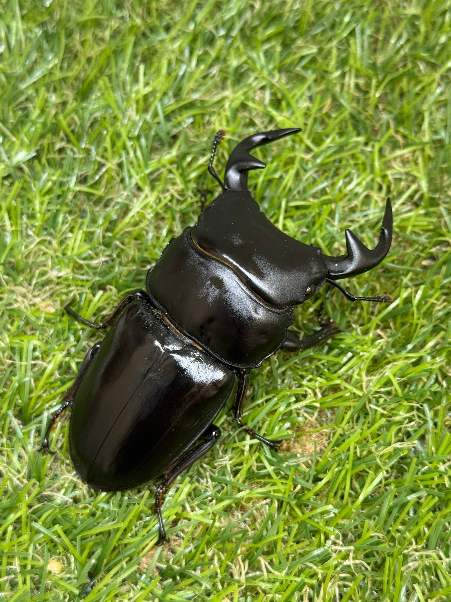 グランディスオオクワガタ　♂74.5mm成虫ペア