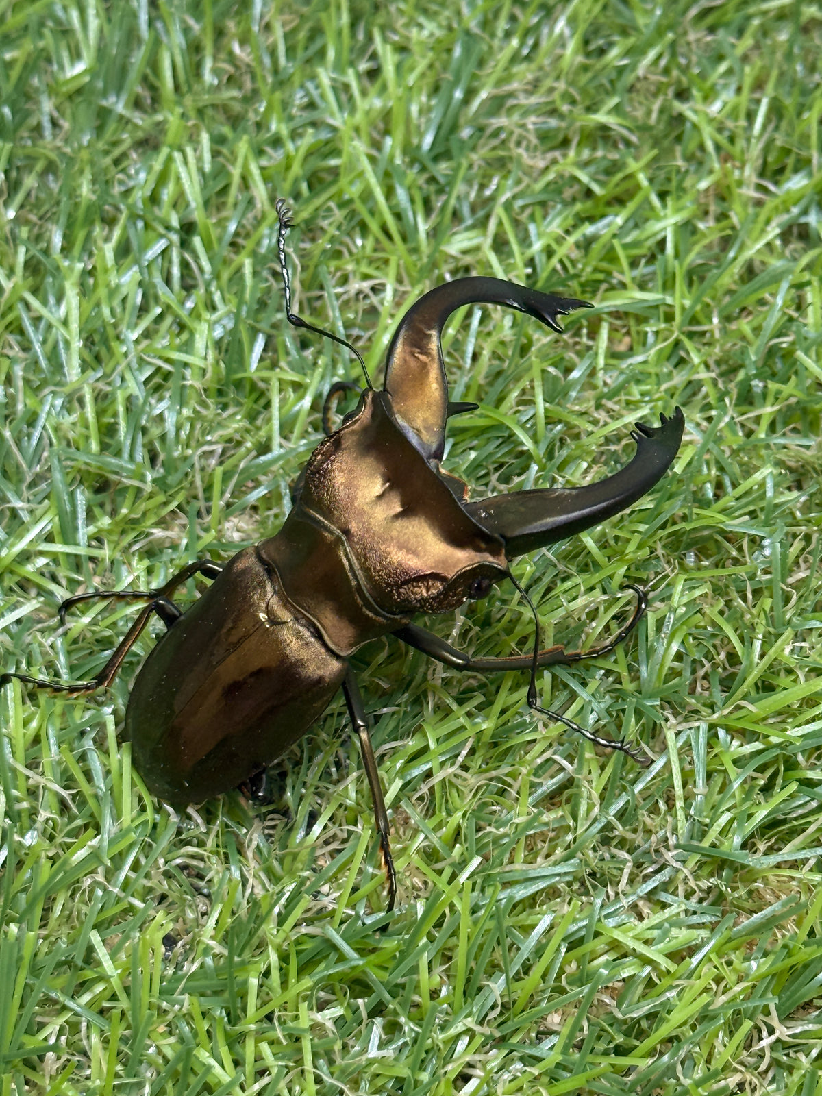 スペキオススホソアカクワガタ　♂58mm成虫ペア