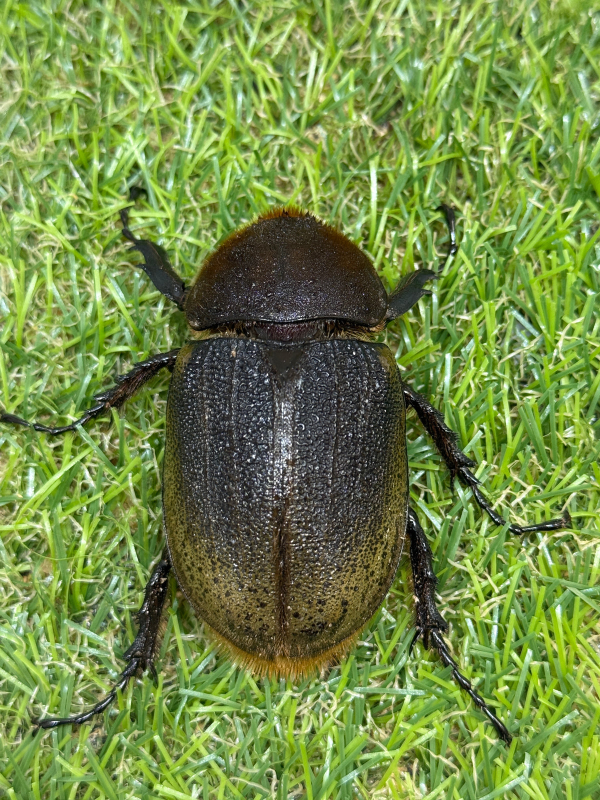 DH・ヘラクレス(大型血統)　♀62.7mm単品