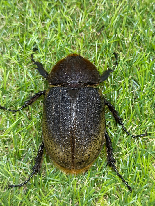DH・ヘラクレス(大型血統)　♀62.7mm単品