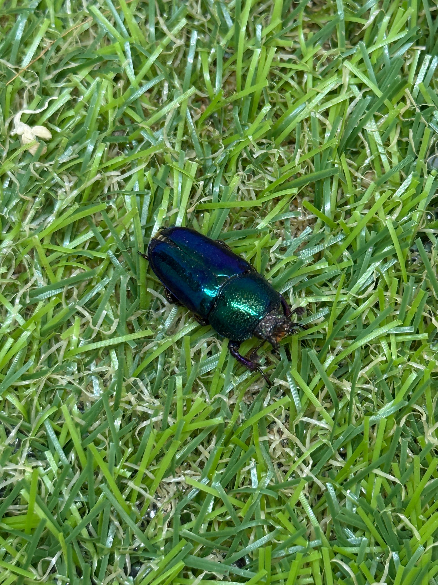 パプアキンイロクワガタ　♂freeサイズ成虫ペア