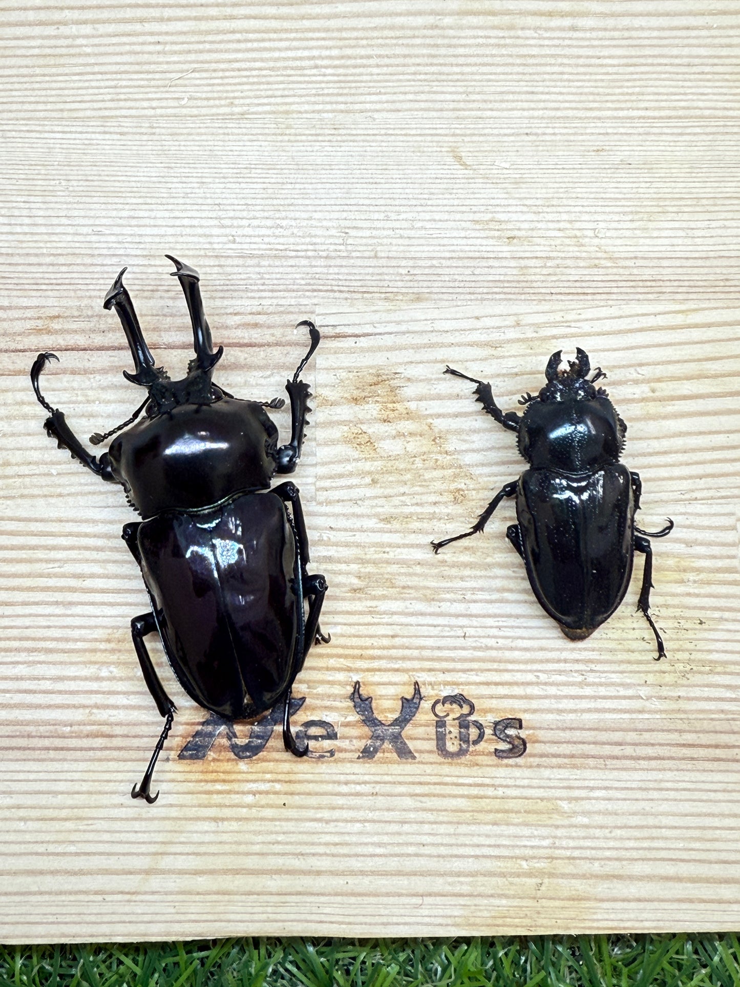 ニジイロクワガタ(紫紺系)　♂59.5mm成虫ペア