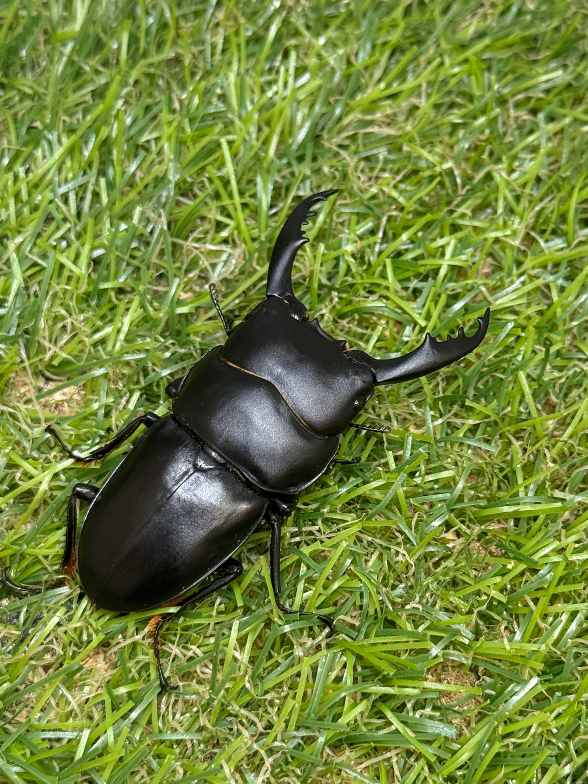 インターメディウスヒラタクワガタ　♂55.2mm成虫ペア