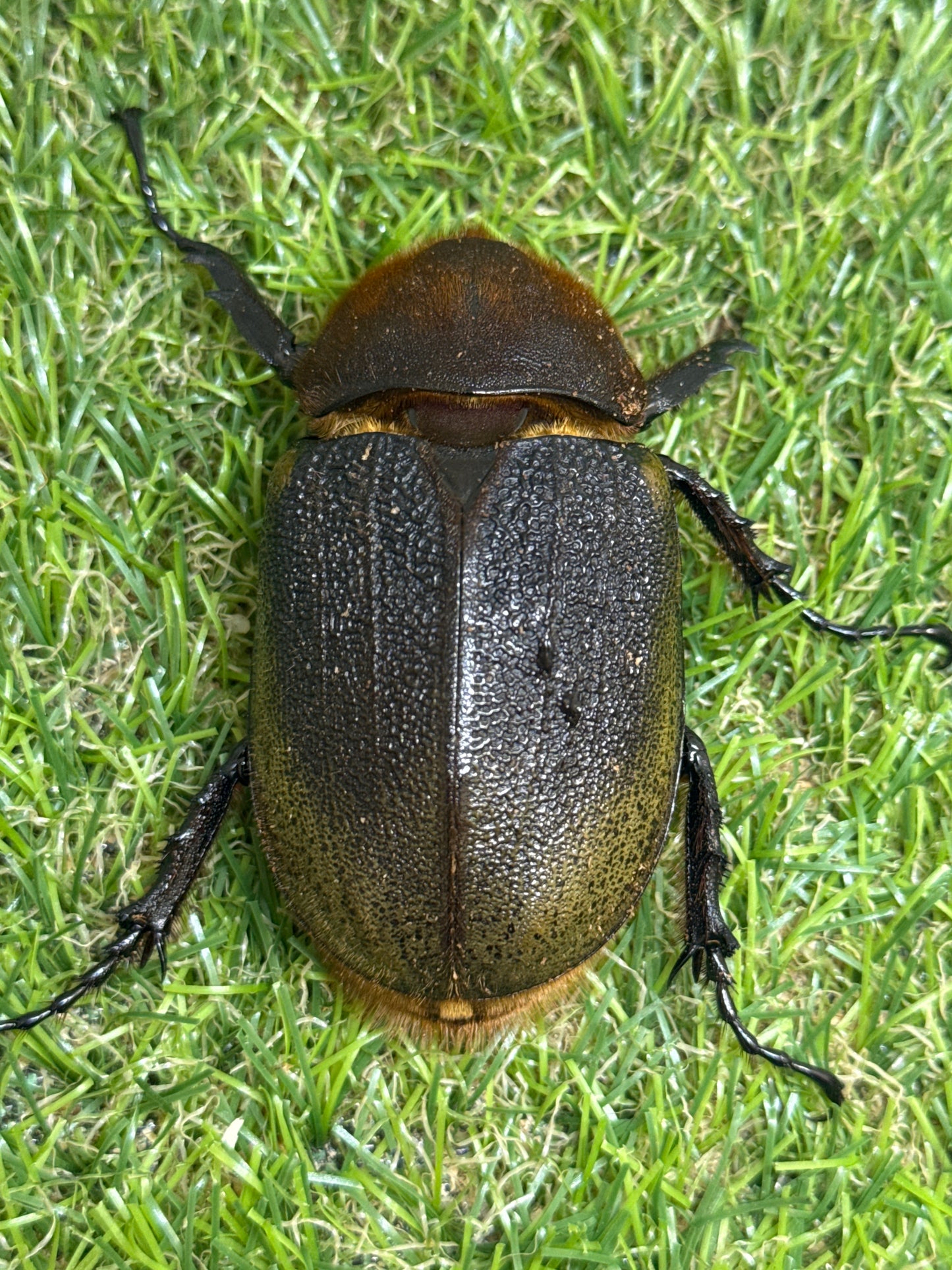 DH･ヘラクレス　♂154mm成虫ペア
