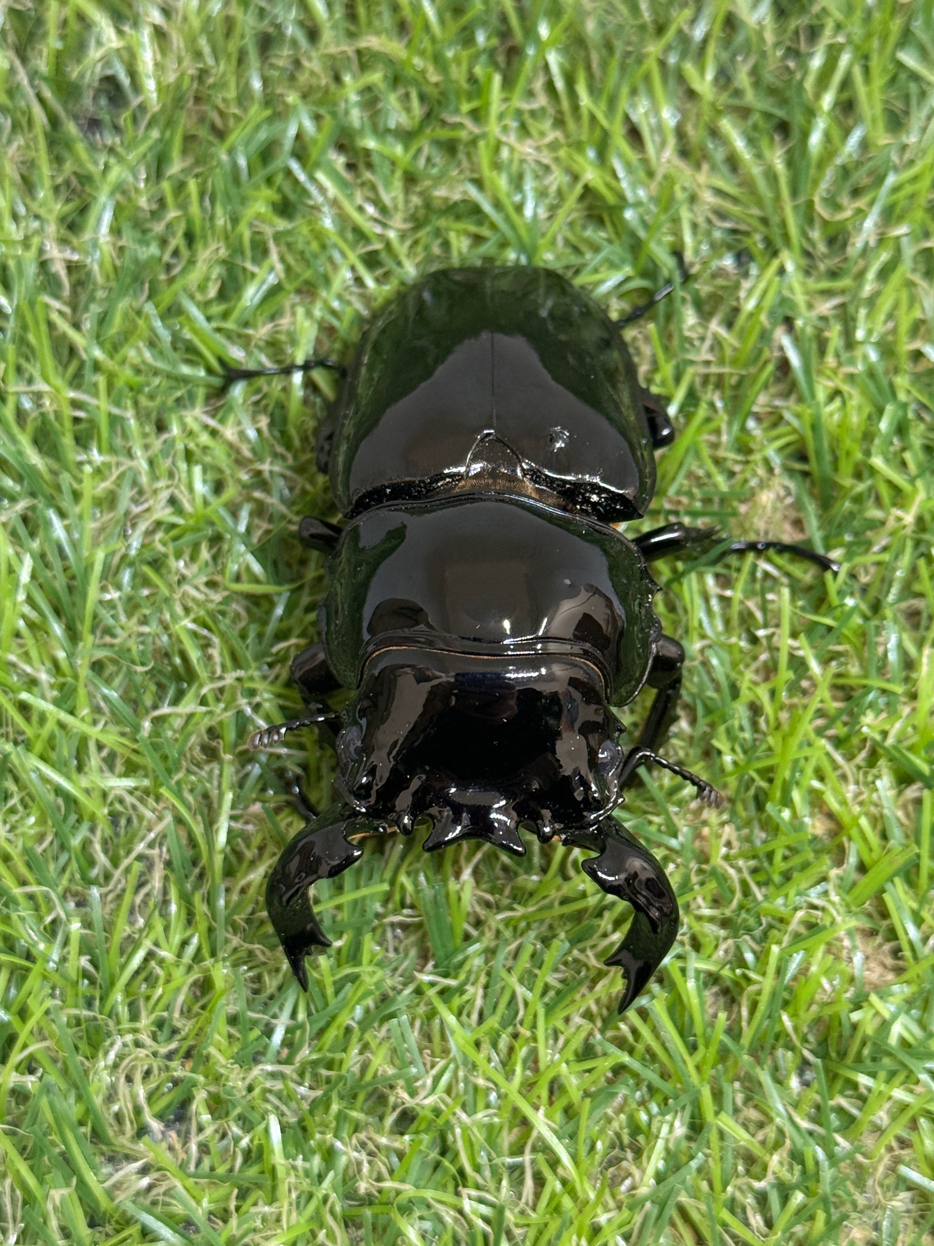 タランドゥスオオツヤクワガタ　新成虫ペア タランドゥスオオツヤクワガタ ♂73mm成虫ペア – 昆虫ショップNexus