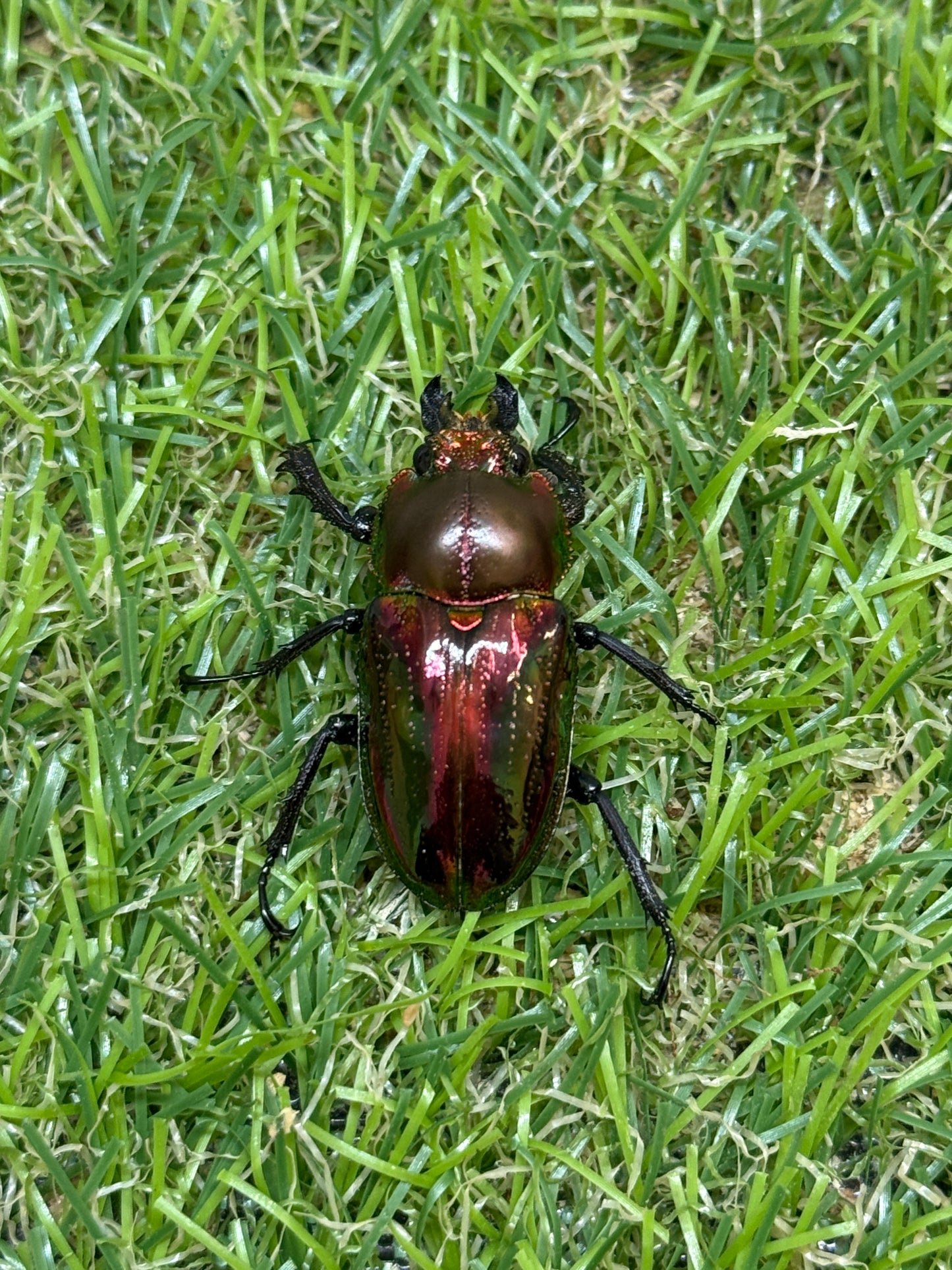 ニジイロクワガタ(レッド系)　♂54mm成虫ペア