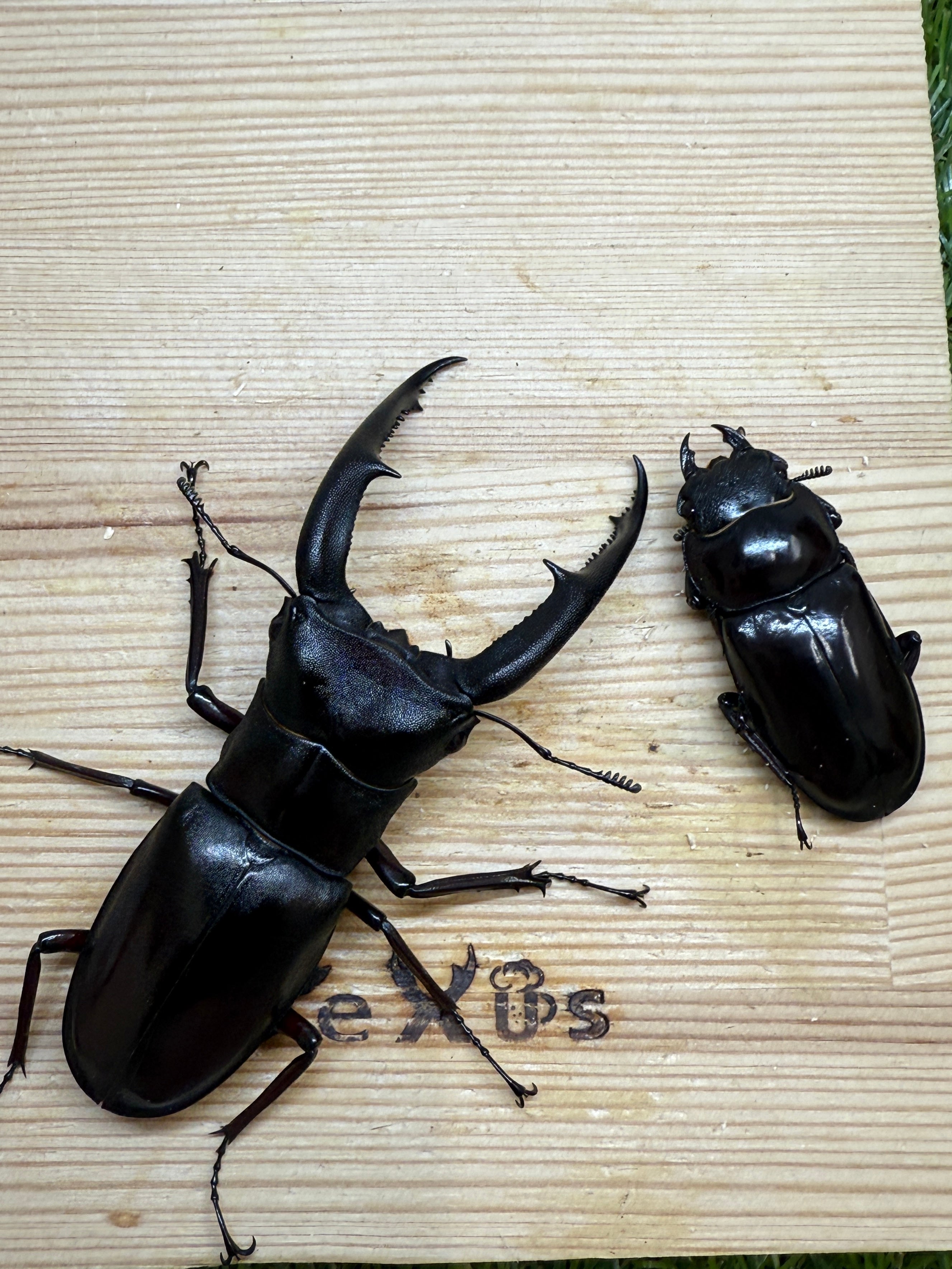 マンディブラリスフタマタクワガタ ♂86mm成虫ペア – 昆虫ショップNexus