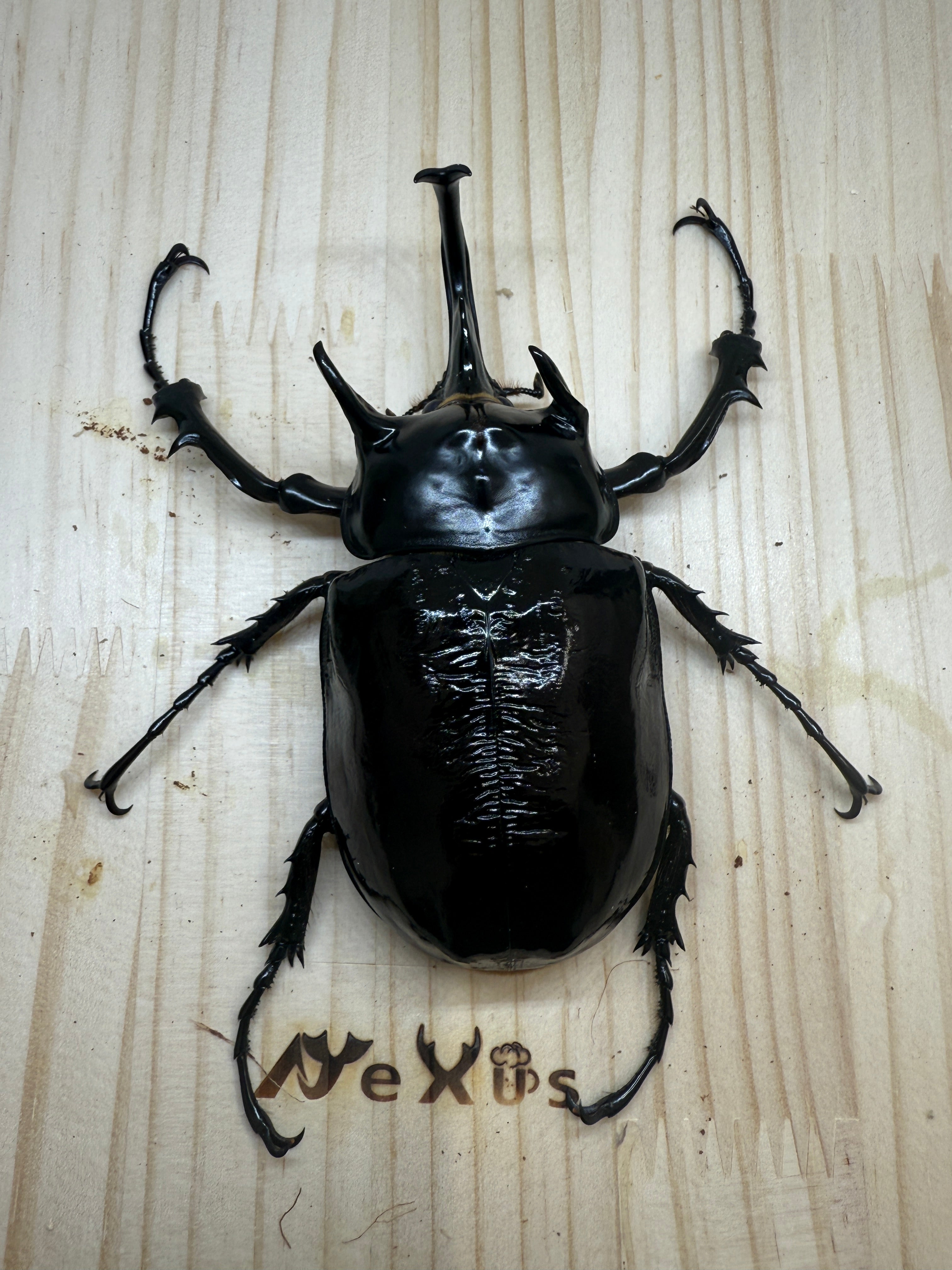 ※大型　マルスゾウカブト♂野外標本 大型 マルスゾウカブト♂野外標本 昆虫標本】(大型