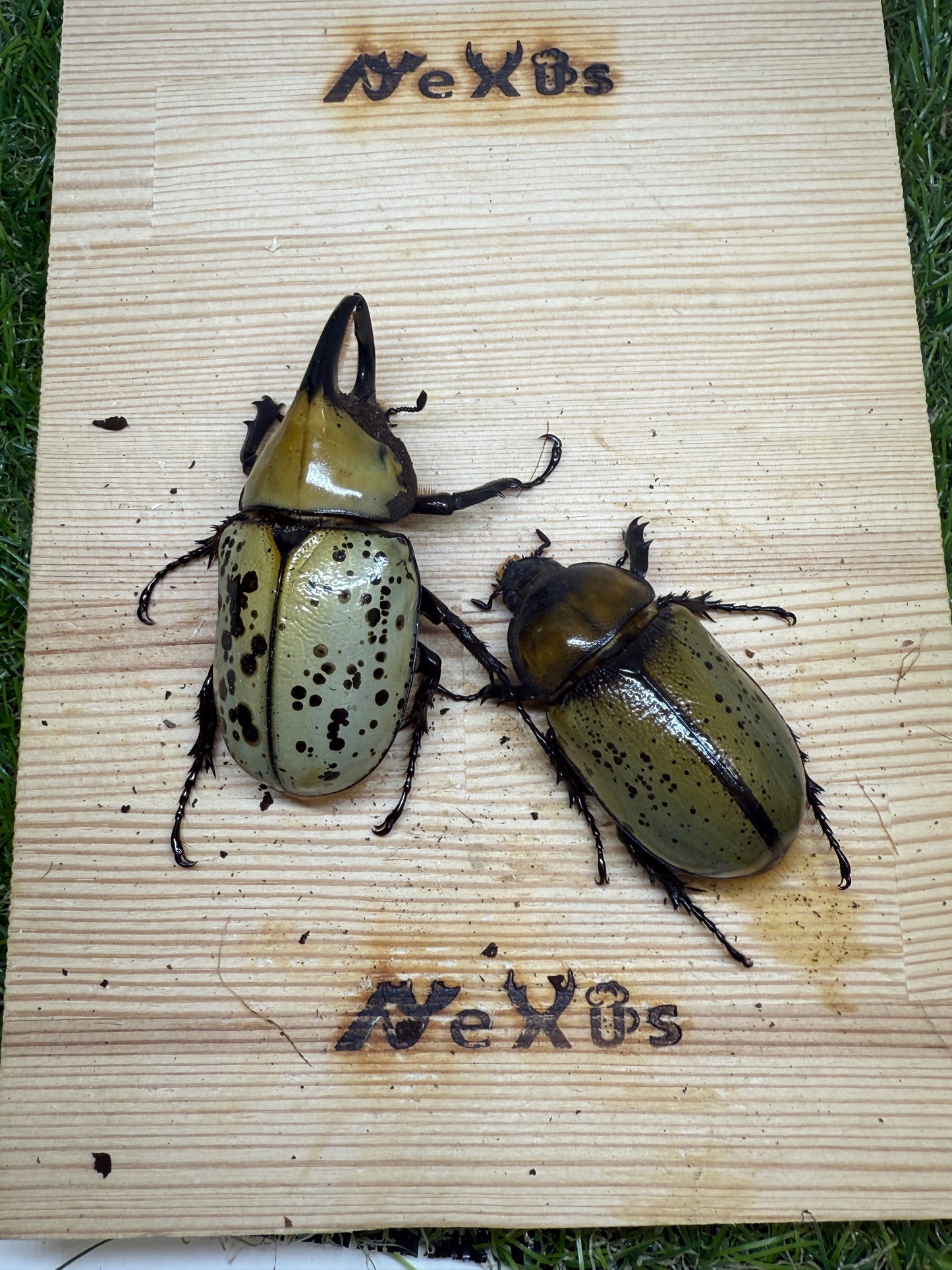 ティティウスシロカブト　♂65mm成虫ペア