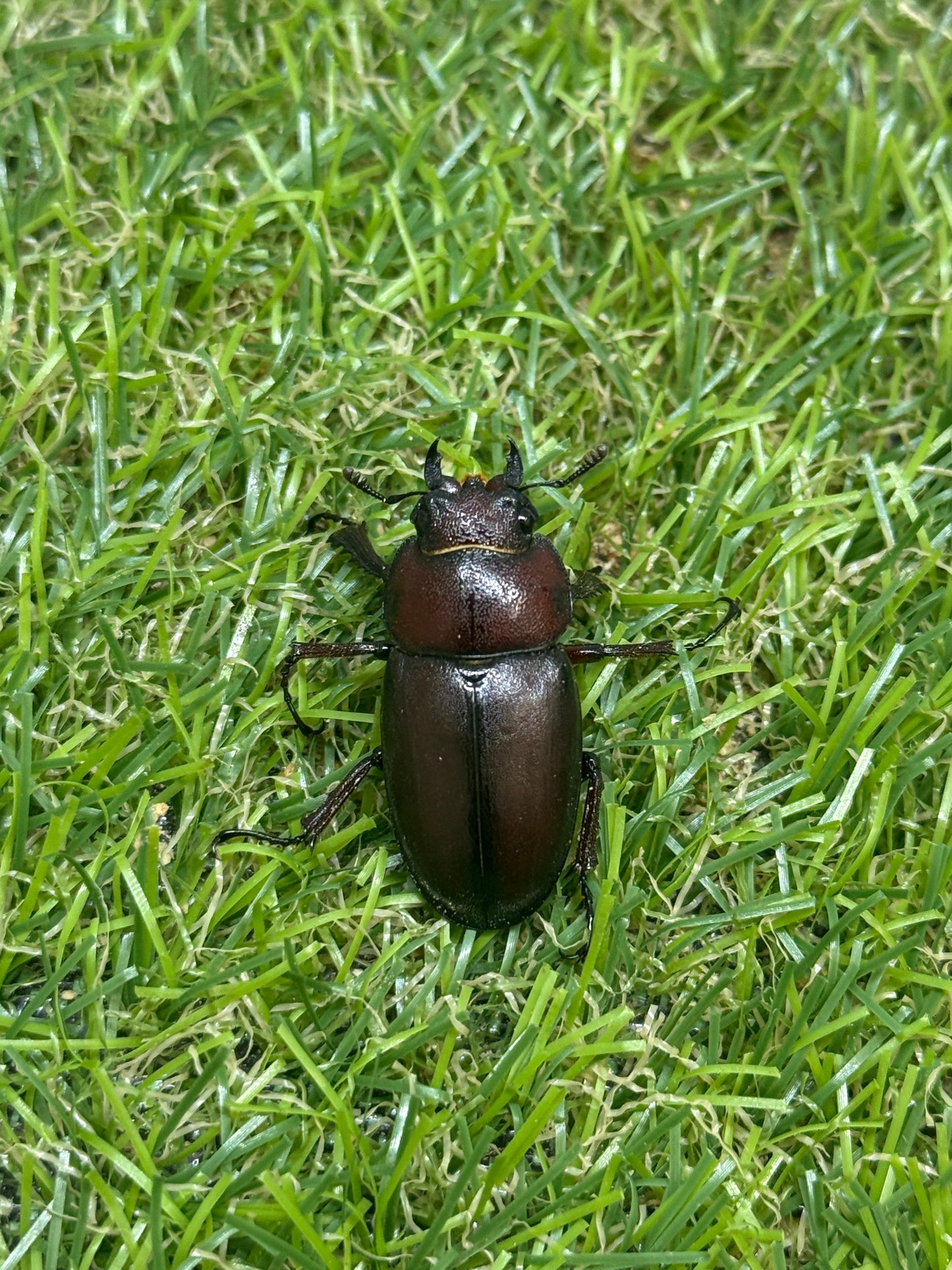 ヤクシマノコギリクワガタ　♂55mm成虫ペア