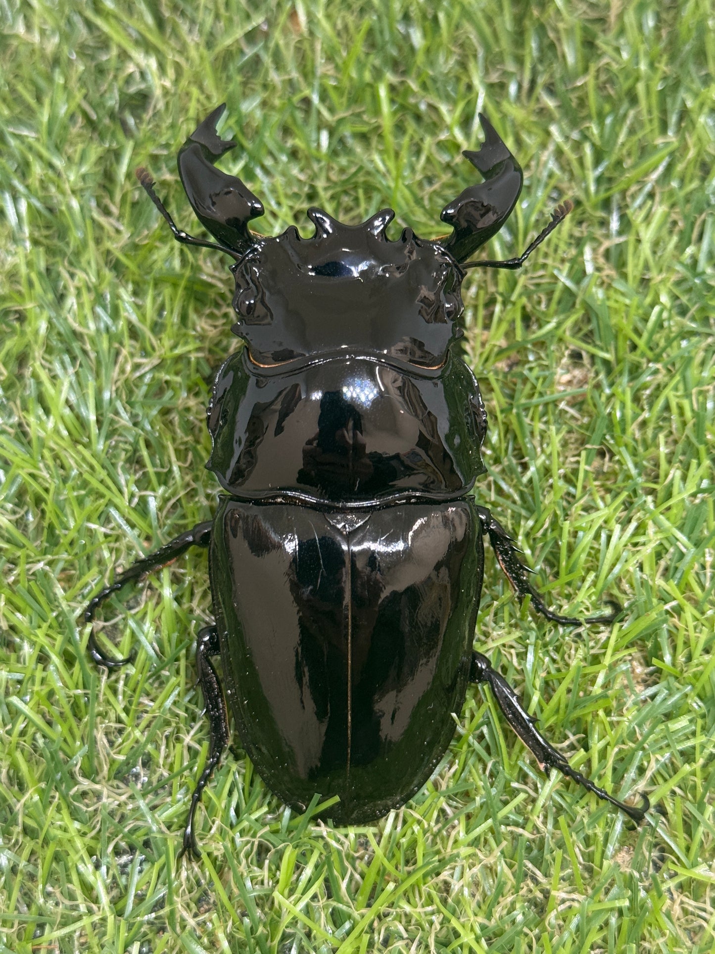 タランドゥスオオツヤクワガタ　♂85.2mm単品