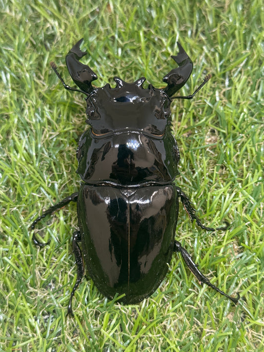 タランドゥスオオツヤクワガタ　♂85.2mm単品