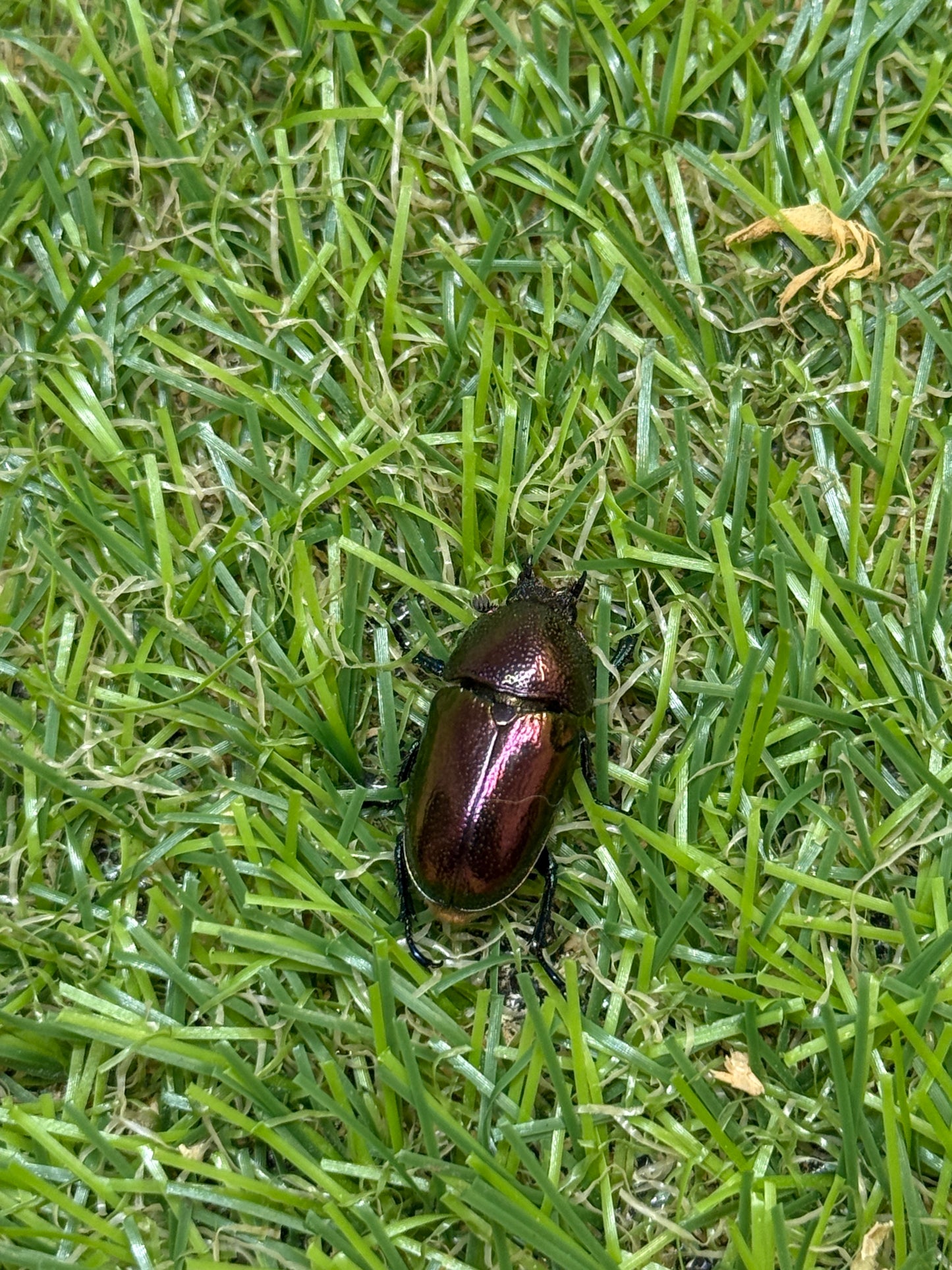 パプアキンイロクワガタ　♂freeサイズ成虫ペア
