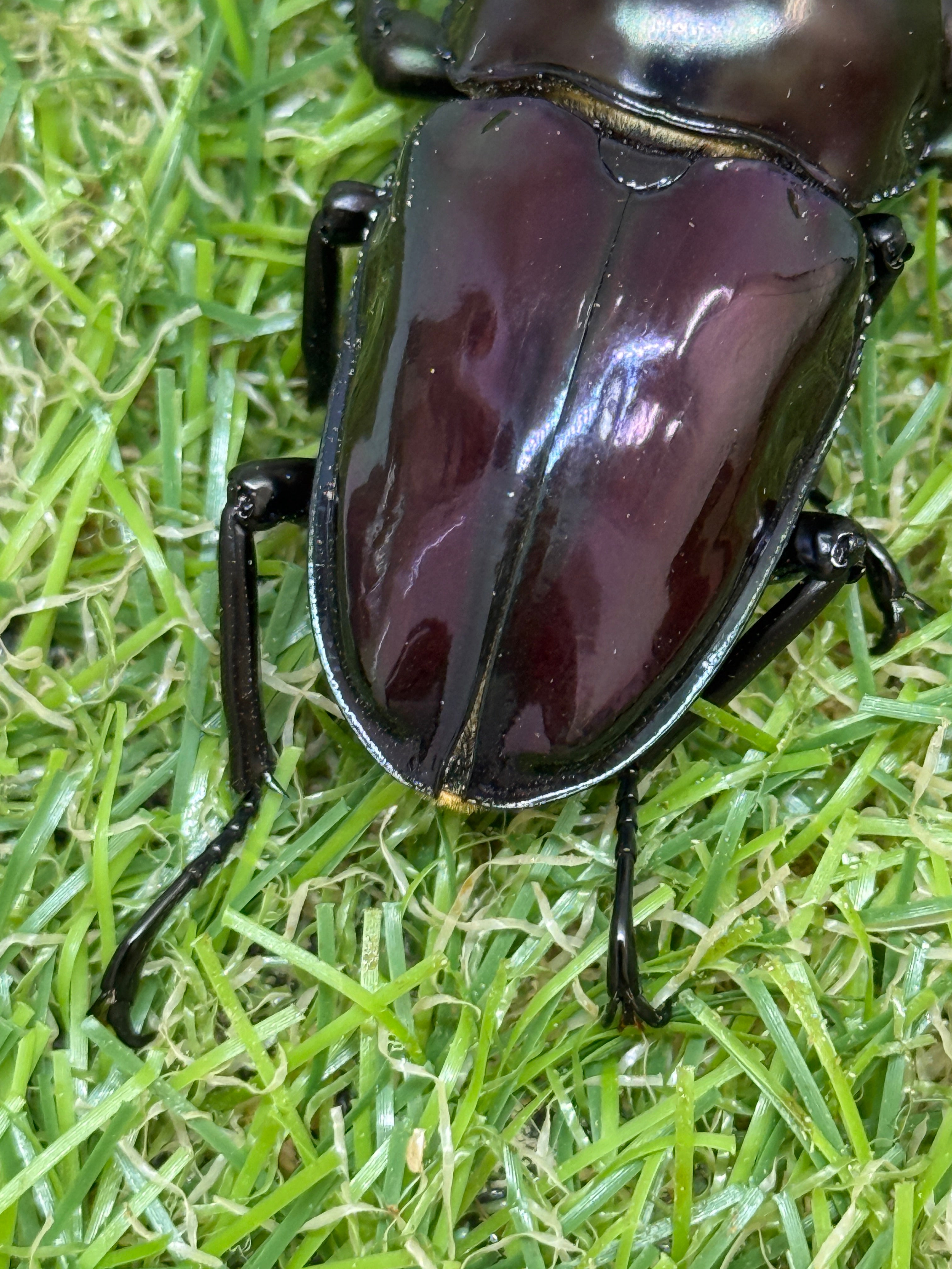 ニジイロクワガタ(紫紺血統) ♂59.6mm成虫ペア – 昆虫ショップNexus