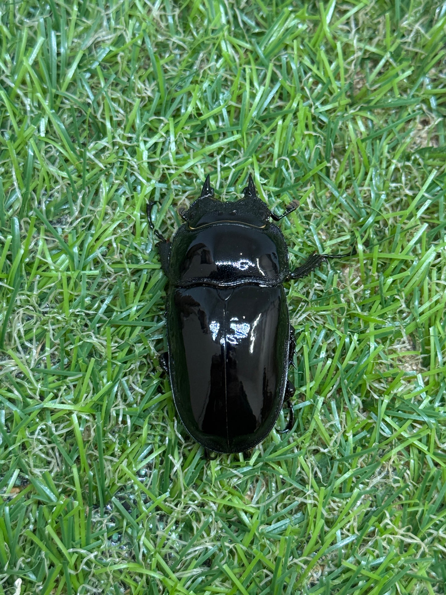 タランドゥスオオツヤクワガタ　♂55mm成虫ペア