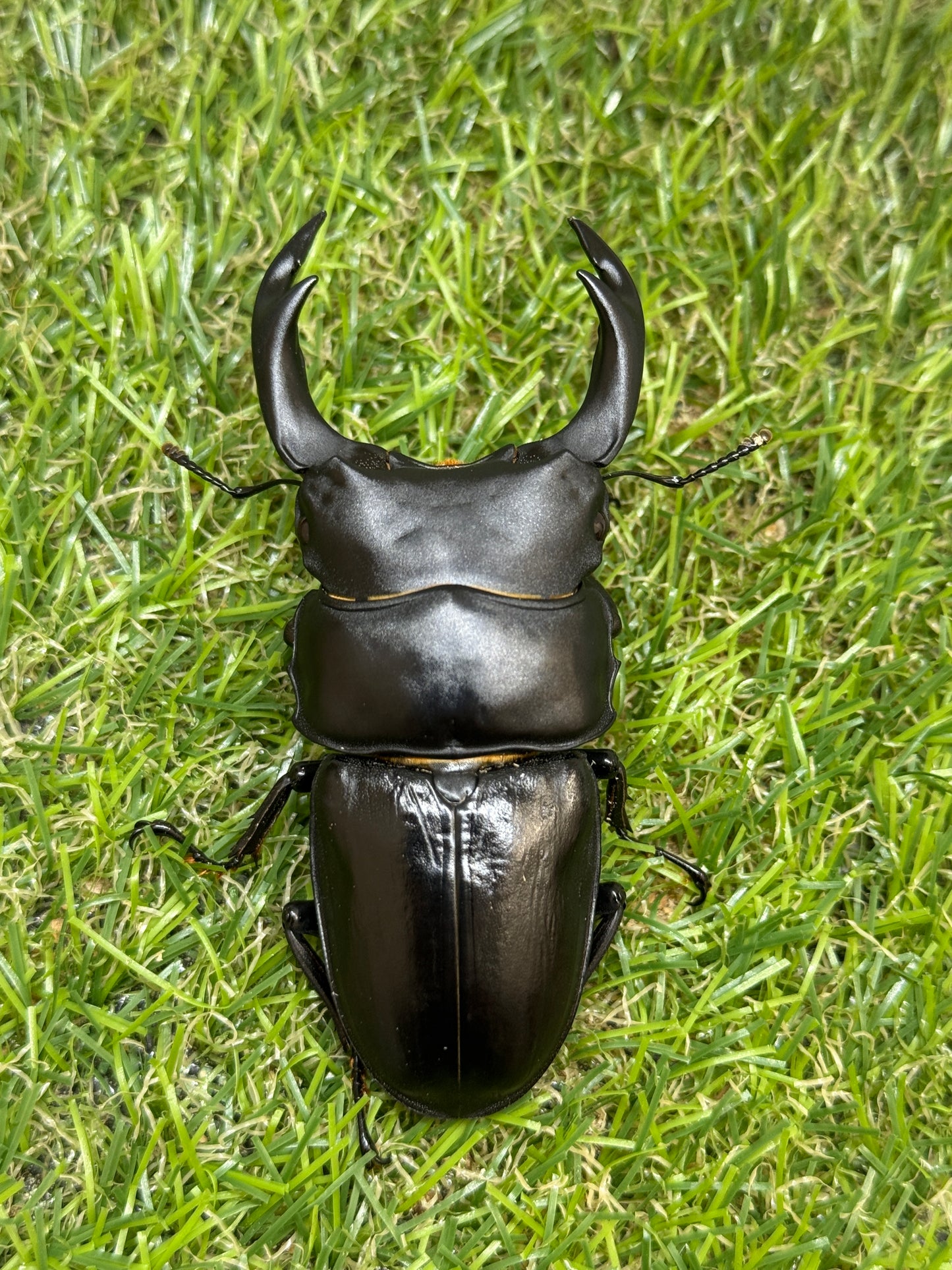 オオクワガタ　奈良輪川西　♂79.1mm成虫ペア