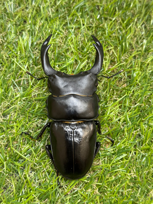 オオクワガタ　奈良輪川西　♂79.1mm成虫ペア