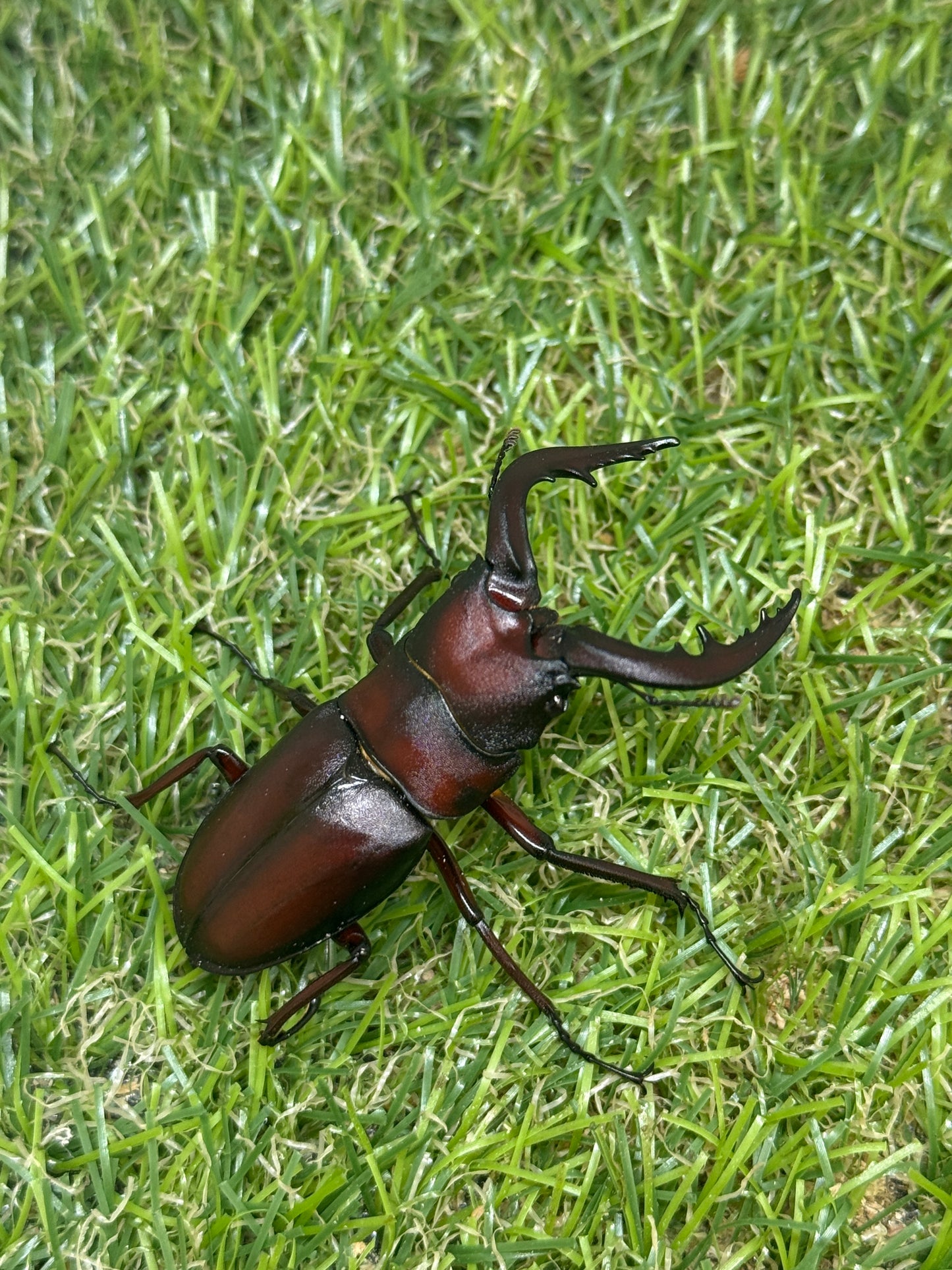ヤクシマノコギリクワガタ　♂55mm成虫ペア
