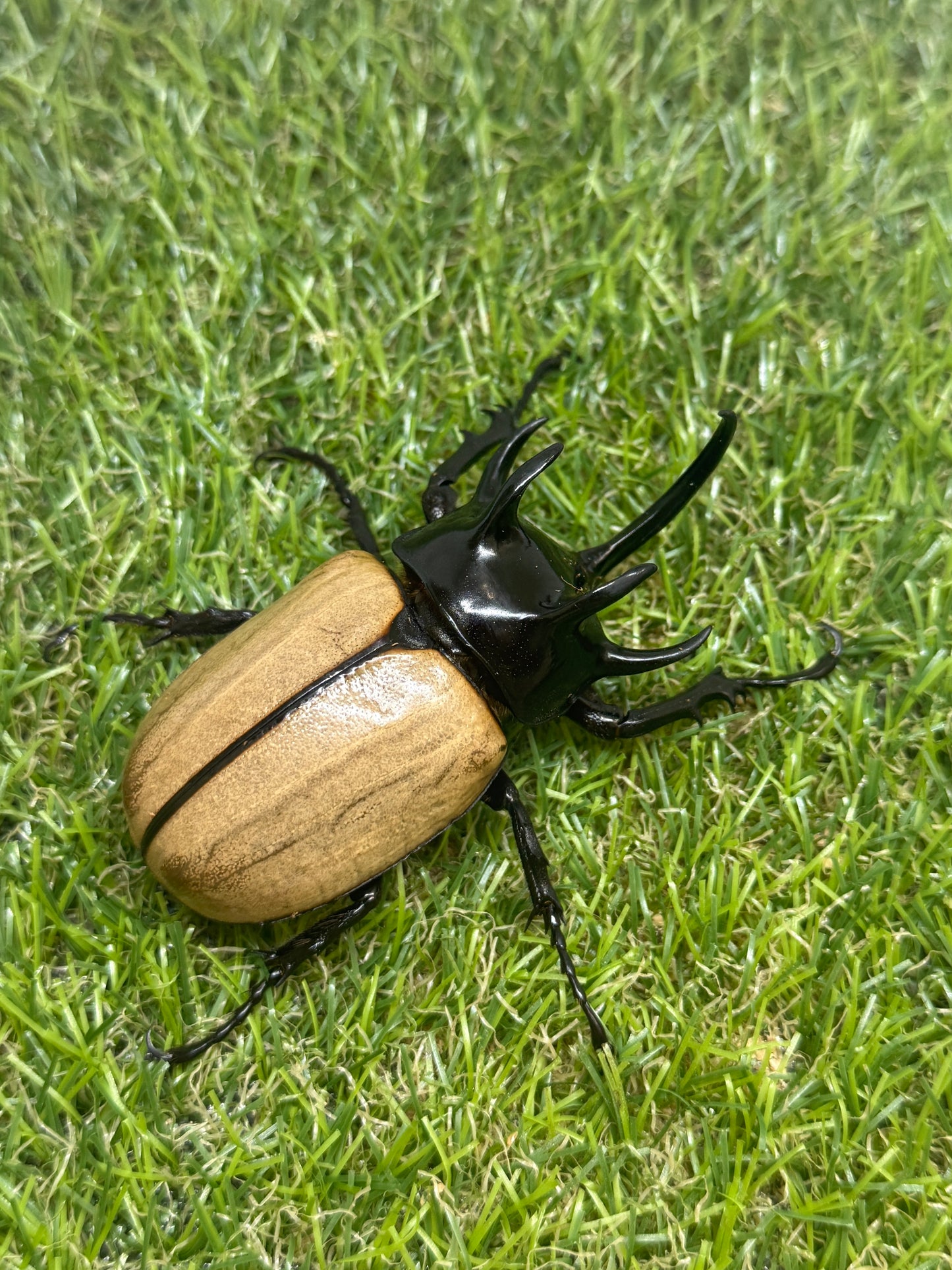 ゴホンヅノカブトWD　♂79.5mm成虫ペア