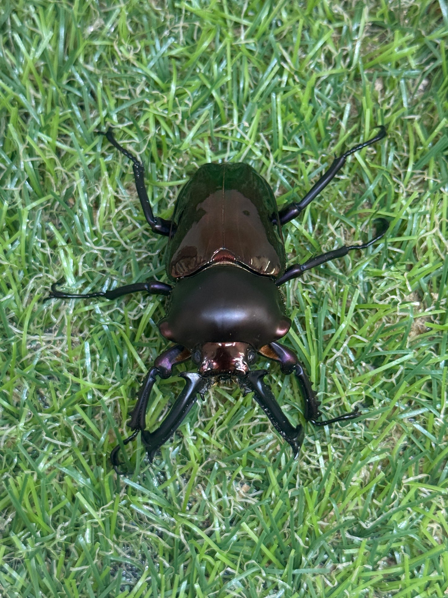 ニジイロクワガタ(レッド系)　♂58mm成虫ペア