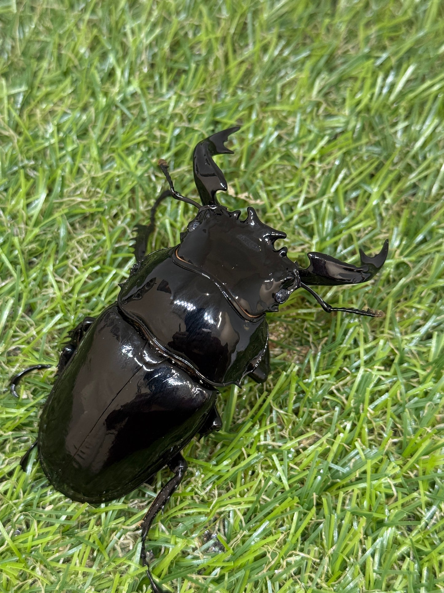 タランドゥスオオツヤクワガタ　♂81mm成虫ペア